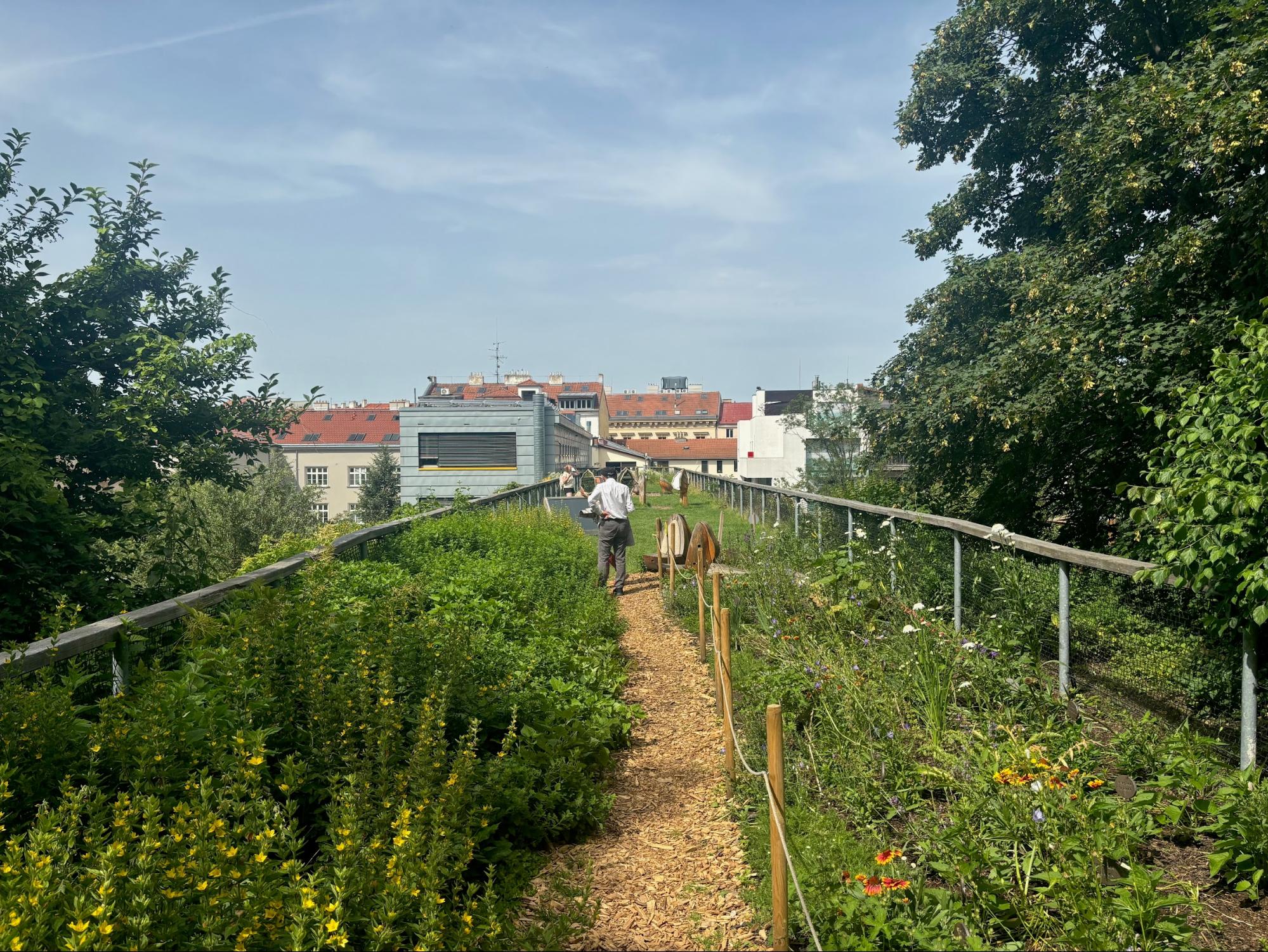 A person walks along a path through a rooftop garden surrounded by plants, trees, and flowers, with a view of nearby rooftops in the background.
