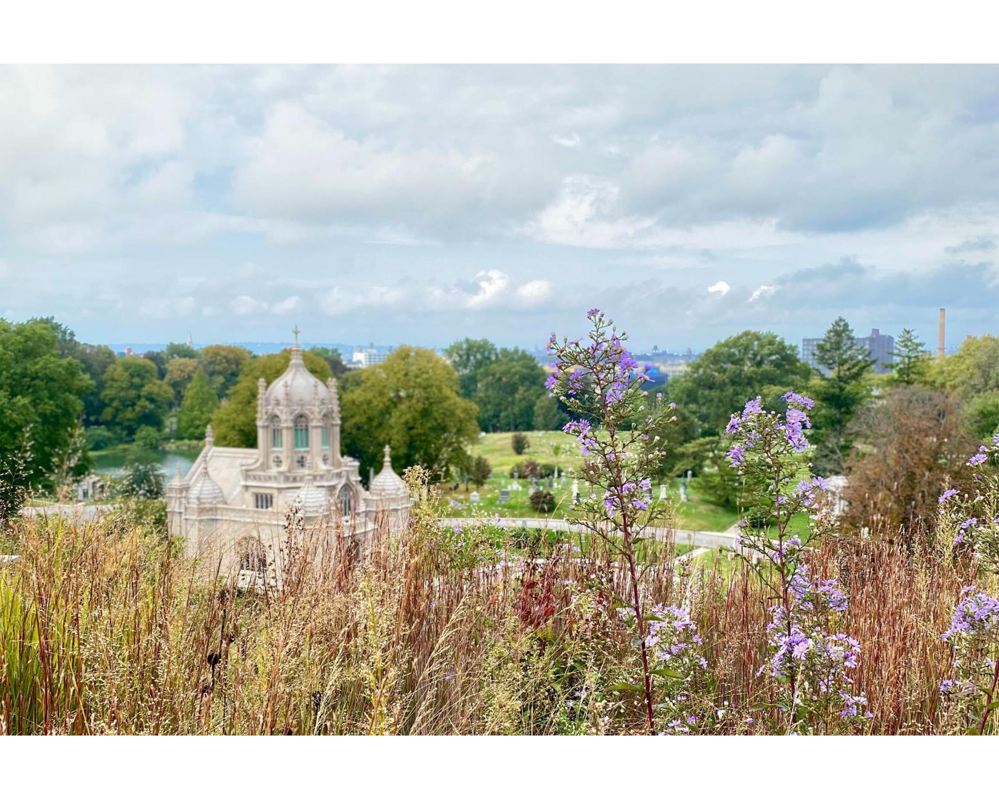 Wildflower meadow with cemetery chapel in distance.