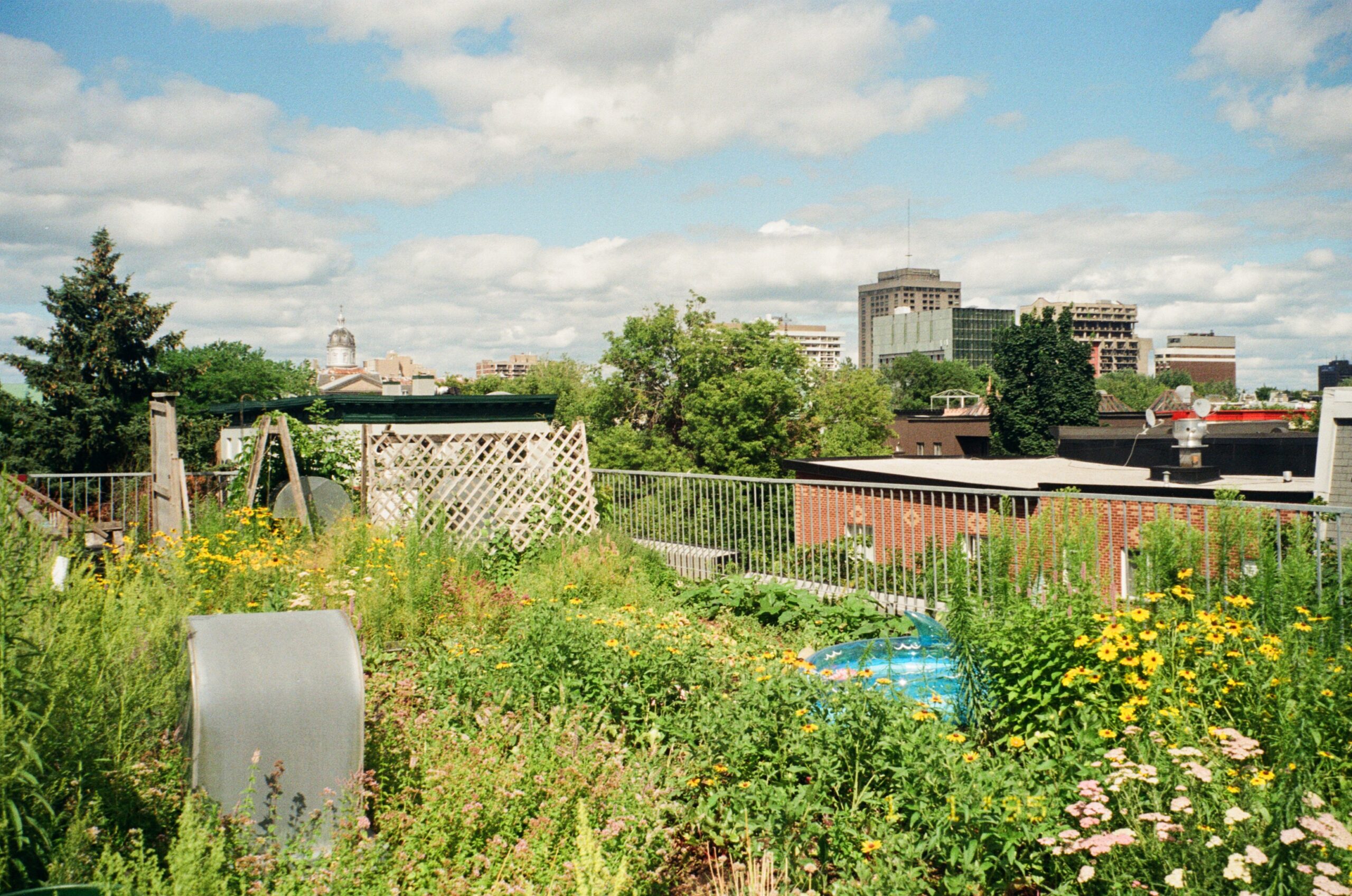 A rooftop garden filled with wildflowers and tall grasses, featuring a metal object in the foreground and a wooden lattice structure. In the background, urban buildings and trees are visible under a partly cloudy blue sky. A small inflatable pool can also be seen among the greenery.