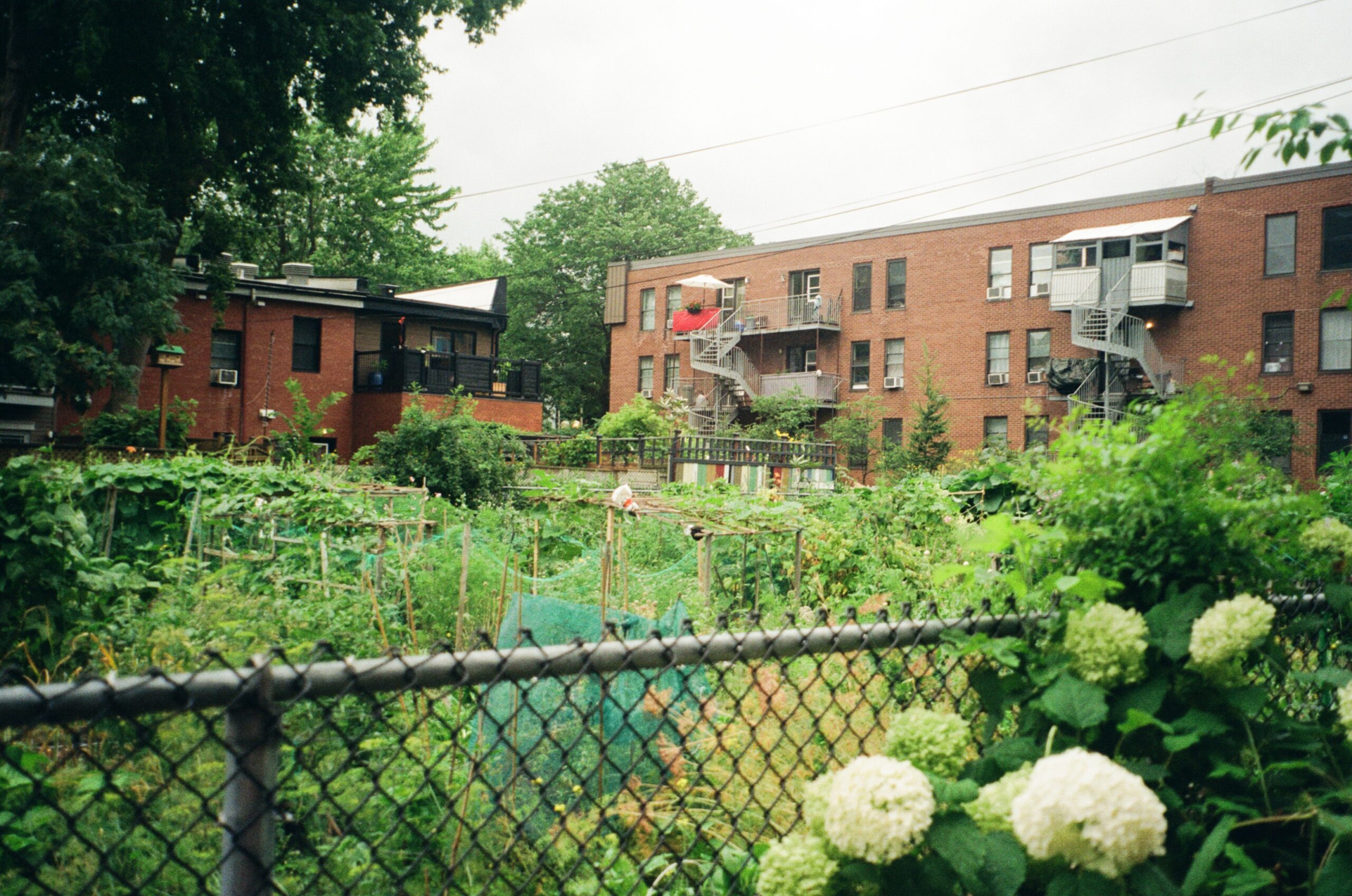 A community garden is visible in the foreground, featuring various plants and rows of greenery. In the background, red brick apartment buildings rise, showcasing balconies and outdoor spaces. A chain-link fence borders the garden, with white flowering plants in the foreground. The sky is overcast, suggesting a cloudy day.