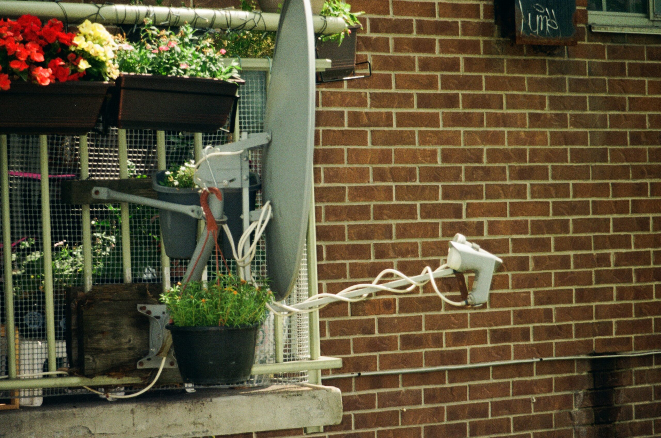 A mounted satellite dish is attached to a brick wall, with various flower pots containing colorful flowers situated above it. A tangle of white cables extends from the dish toward a small device or component at the end. The background features a grid-like window and another plant on a ledge.