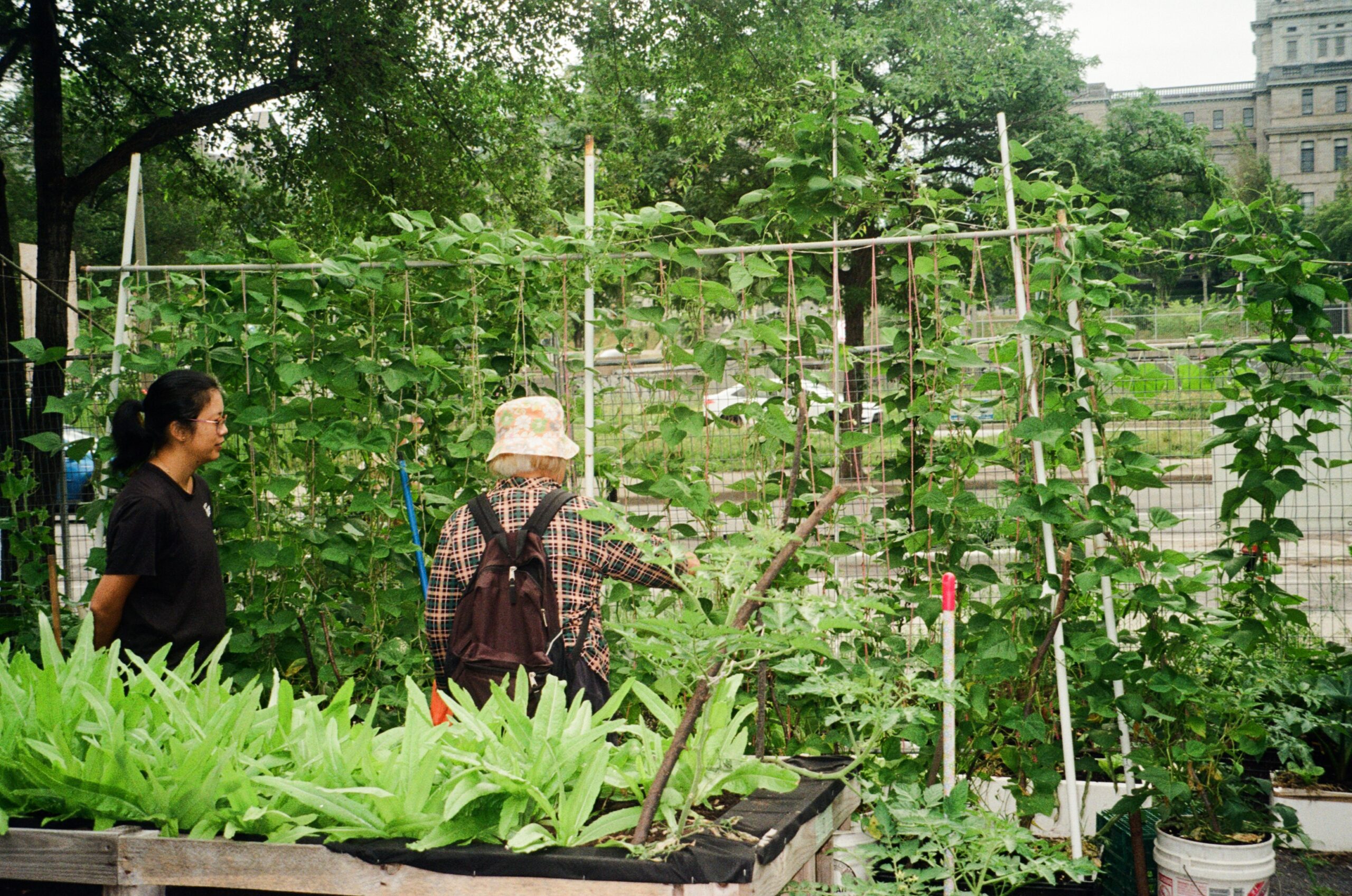 Two people are engaging in a community garden. One person, with long hair in a ponytail and glasses, stands beside another person with short, light-colored hair, wearing a floral bucket hat and plaid shirt. They are surrounded by lush green plants and climbing vines, while rows of vegetables and herbs are visible in the foreground. The background features a slightly blurred view of a structure and more greenery.