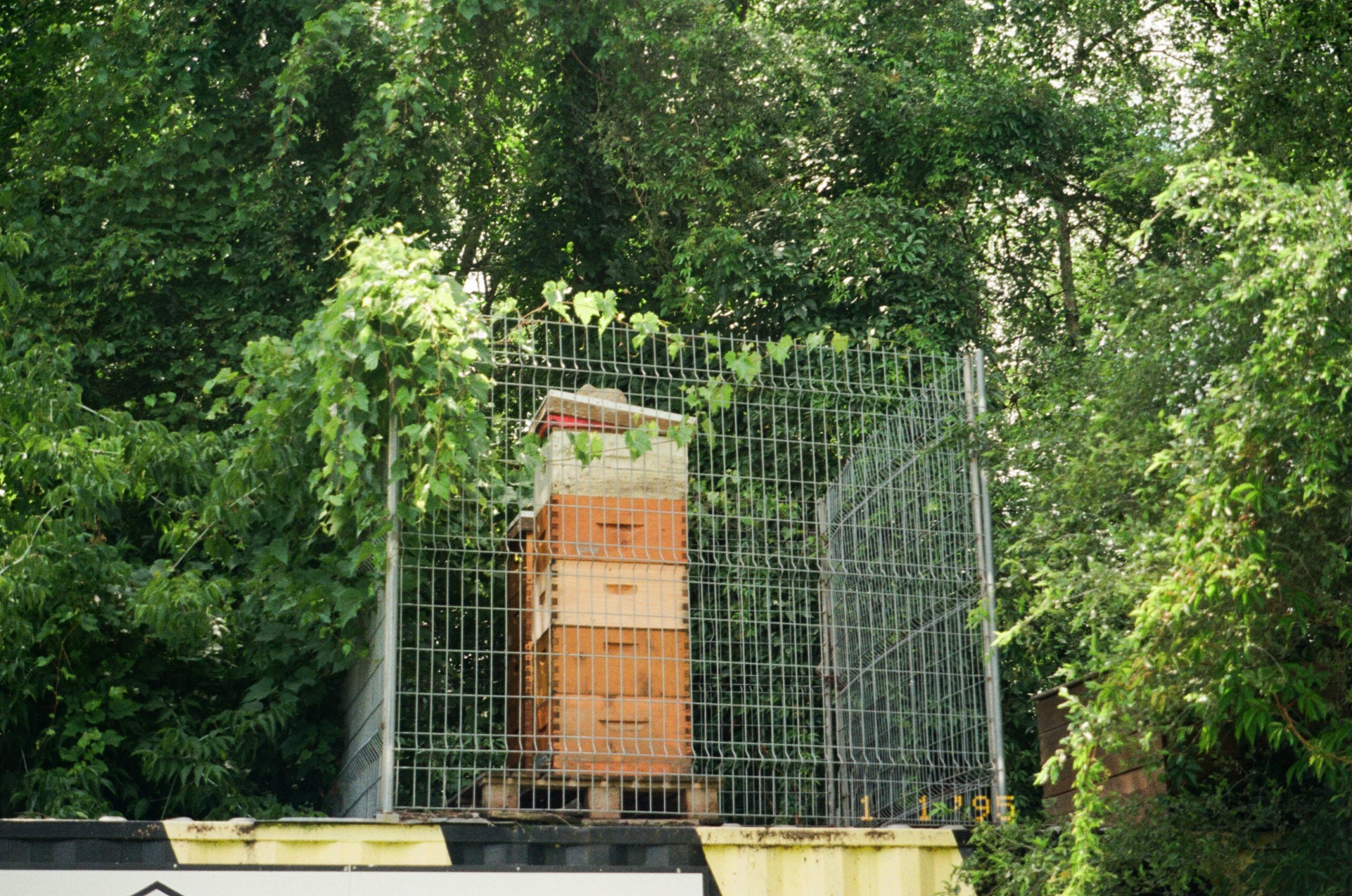 A fenced area with beehive boxes stacked on a platform, surrounded by dense greenery. The beehives are mostly orange and tan, and a few have red tops. The fence is made of wire, partially enclosing the beehives in a natural setting with sunlight filtering through the leaves.