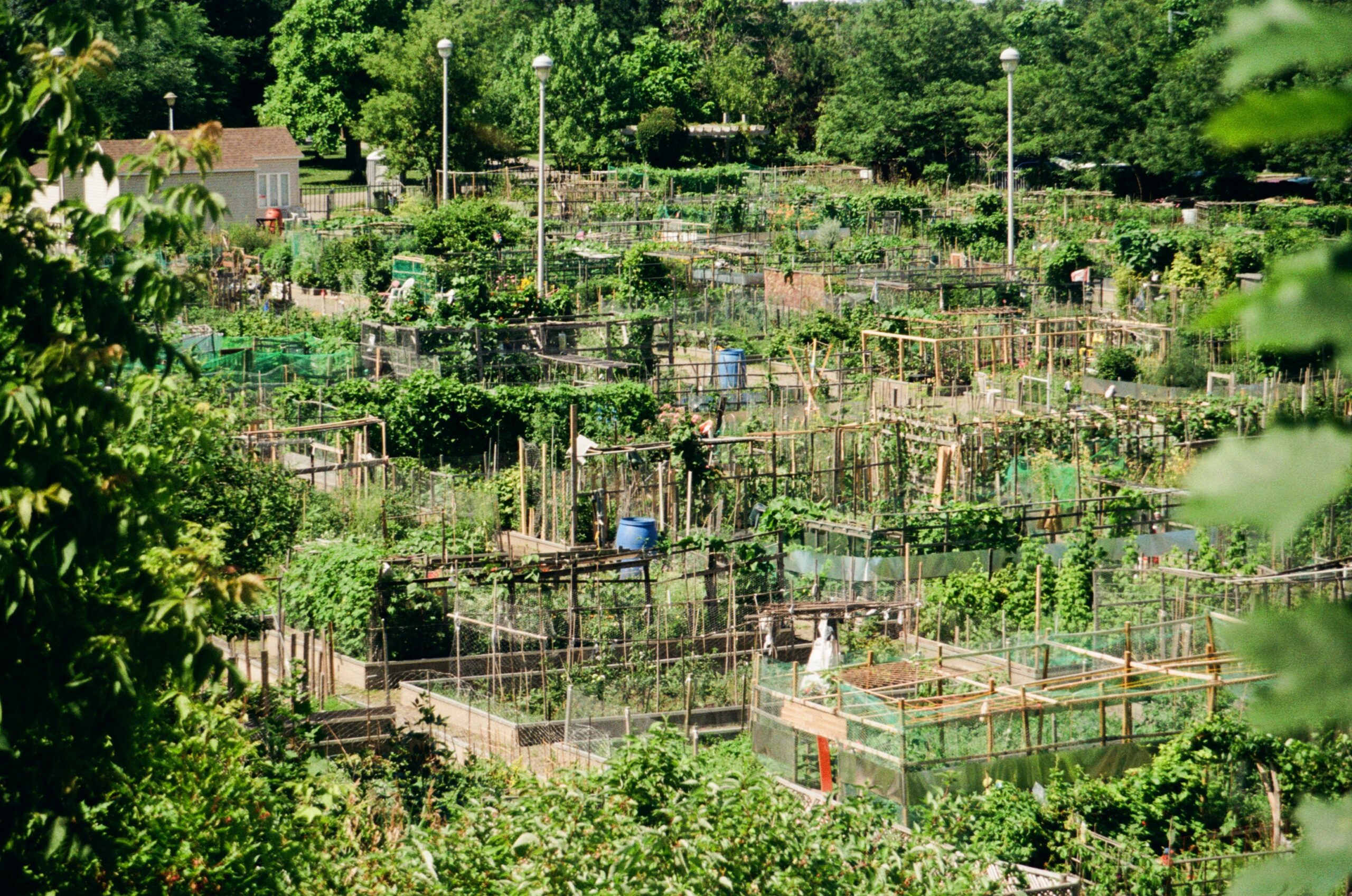 Aerial view of a community garden with numerous plots enclosed by wooden frames and fencing. The garden is lush with various plants, including leafy greens and climbing vegetables. There are also garden structures such as trellises and sheds scattered throughout the area. Surrounding trees provide greenery in the background, creating a vibrant atmosphere.