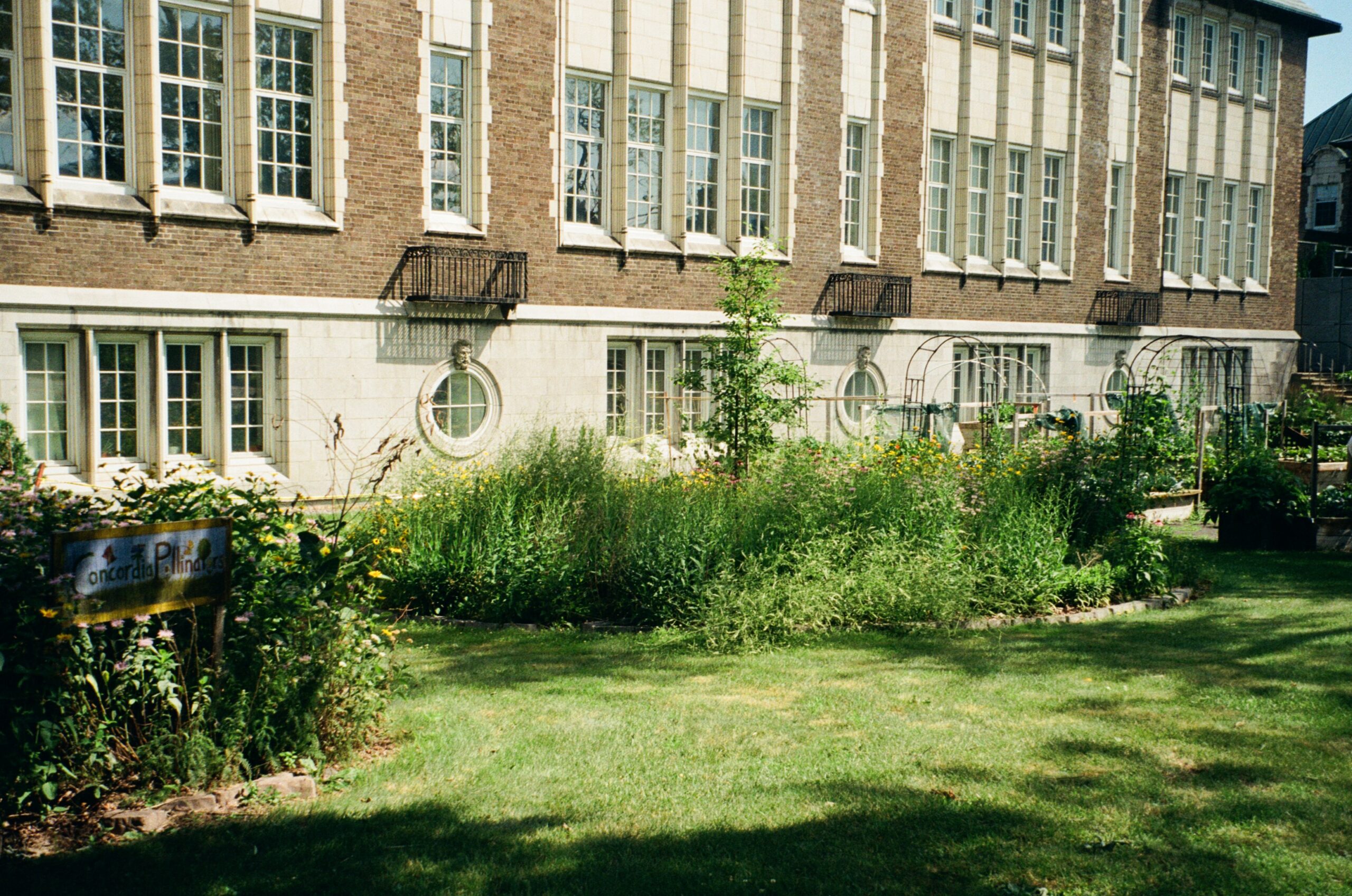 A view of a garden located beside a brick building with large, multi-paned windows. The garden features various plants and flowers, with a sign that reads "Concordia Pollinators" positioned among green foliage. There are also structures resembling trellises and well-maintained grass areas. The building has a classic architectural style, with decorative stonework and small balconies visible above the windows.