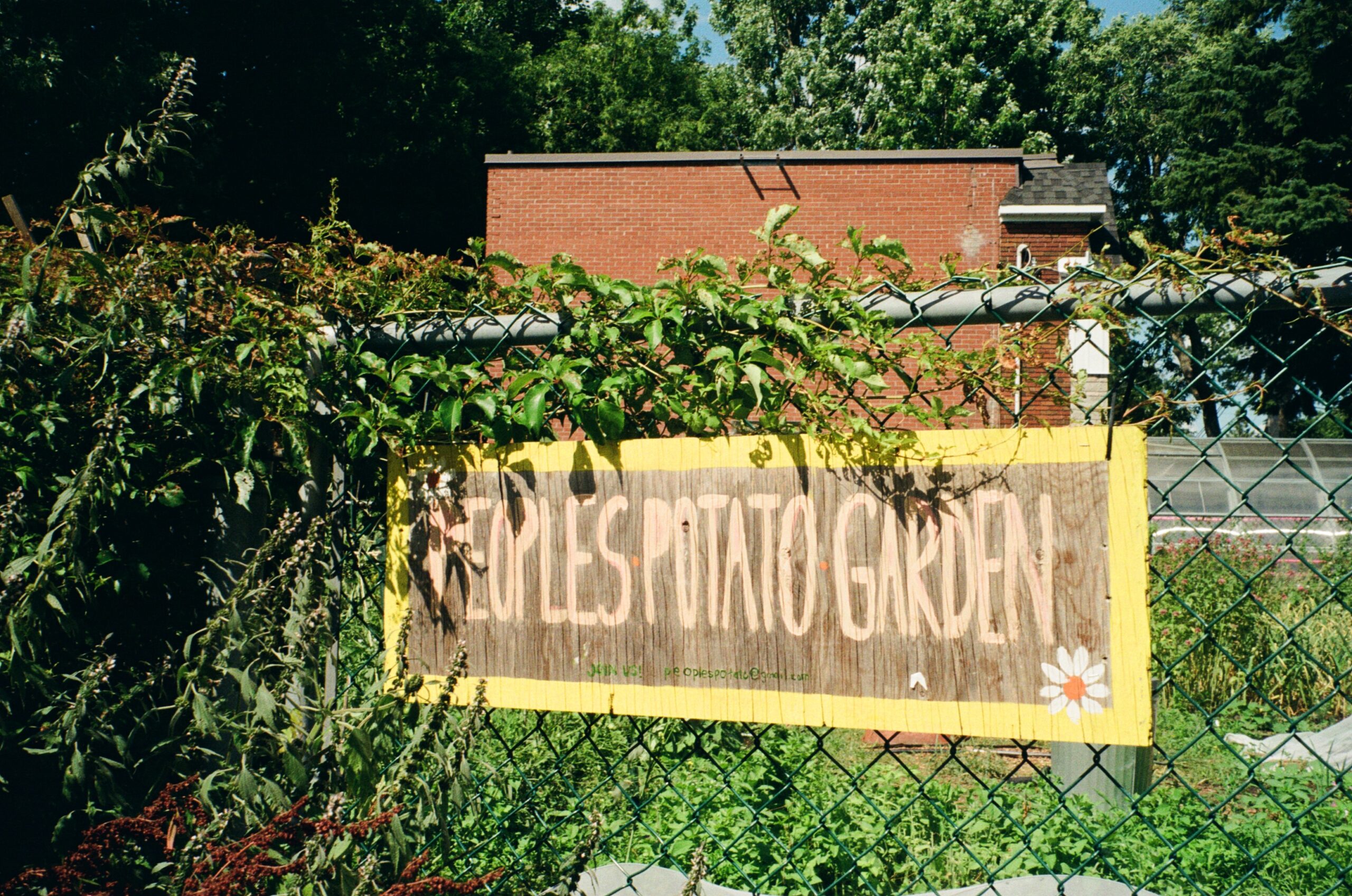 A wooden sign hanging on a chain-link fence reads "PEOPLES POTATO GARDEN." The sign has a yellow border and features a small flower design. Lush greenery and plants surround the fence, while a brick building is visible in the background, partially obscured by trees.
