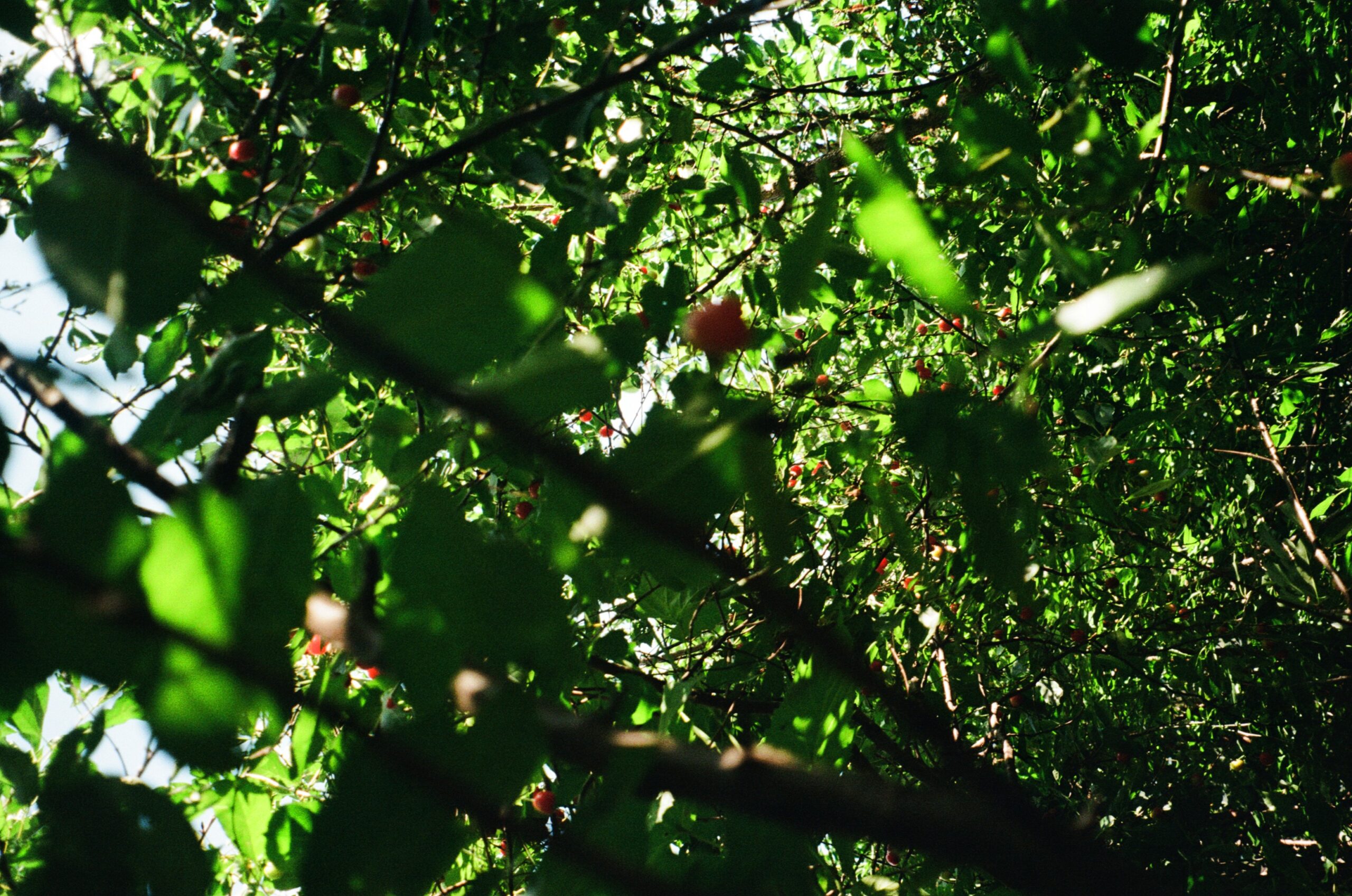 A dense cluster of green leaves and branches, with several small red fruit visible among the foliage. The sunlight filters through the leaves, creating a mix of light and shadow. The perspective suggests looking up into the foliage of a tree.