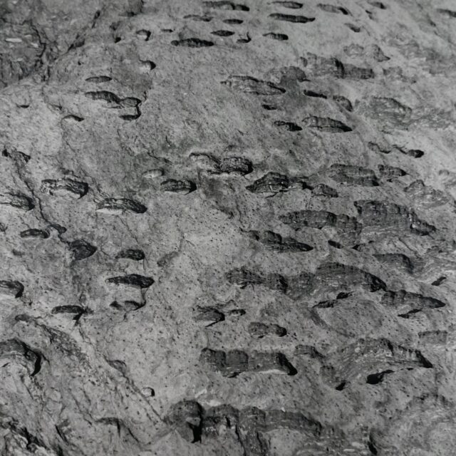 Today’s the LAST 👏 chance to catch this round of BFA Thesis Exhibitions, featuring:

Please God, I Want a Boyfriend by Mia Giuliani 

No Strings Attached by Dasha Kotelenets 

Matrix, Moon, and Eye by Serena Booth

All the World is My Country by Ikra Akpinar

🕙 Open today 10AM–5PM
📍 Pratt Photography Gallery, LL ARC

Come check it out! ☺️

@prattinstitute @soartpratt @miagiuliani @janky.pdf  @lightbleedout @redc0uch