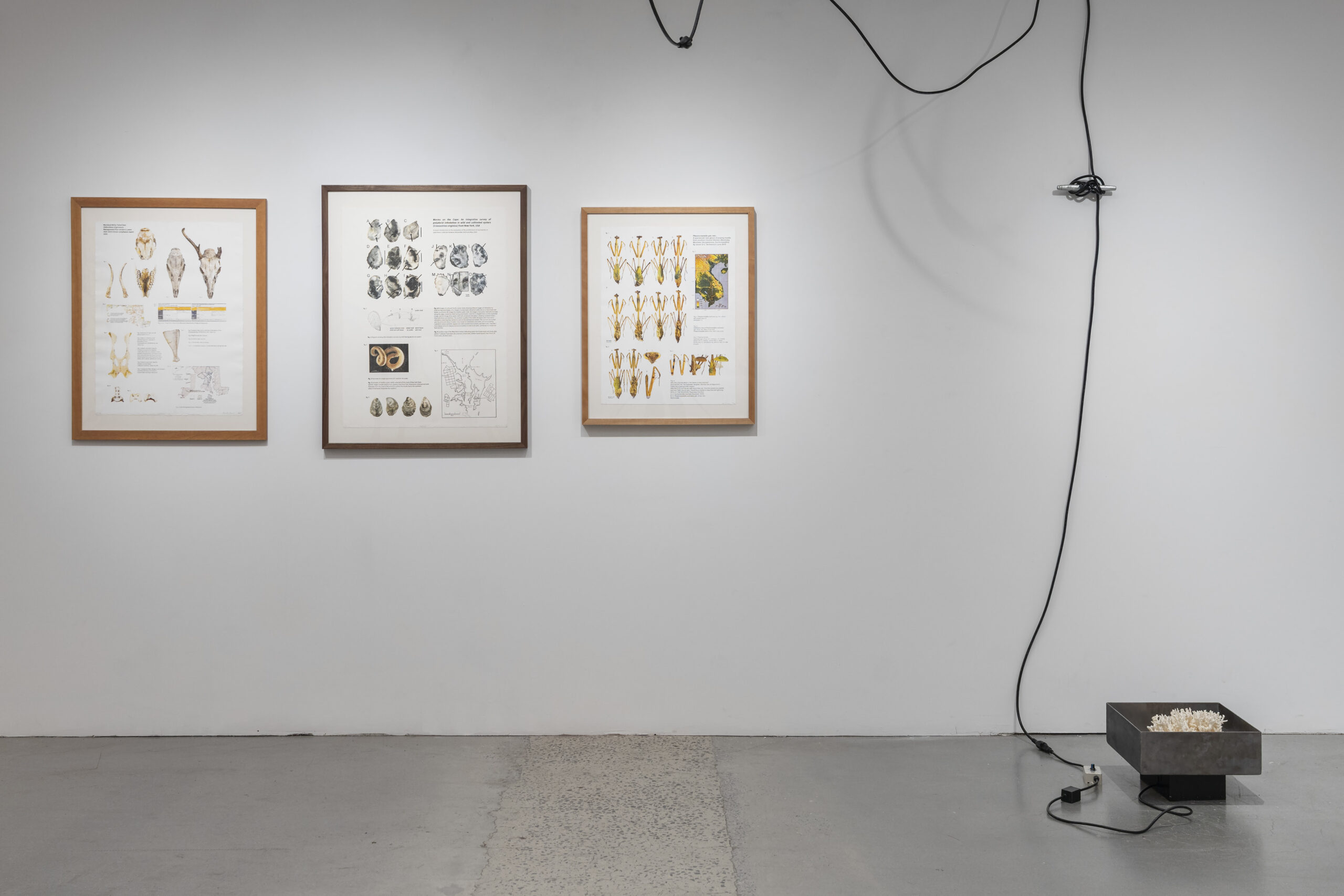 Three framed artworks hang on a white wall in an exhibition space. The left piece features diagrams and illustrations related to animal anatomy. The center piece contains various images and text about animal ears. The right piece displays botanical illustrations. Below the artworks, there is a rectangular metal container with a textured interior, and a black electrical cord extends from it towards the wall. The floor is a mix of smooth concrete and a textured surface.