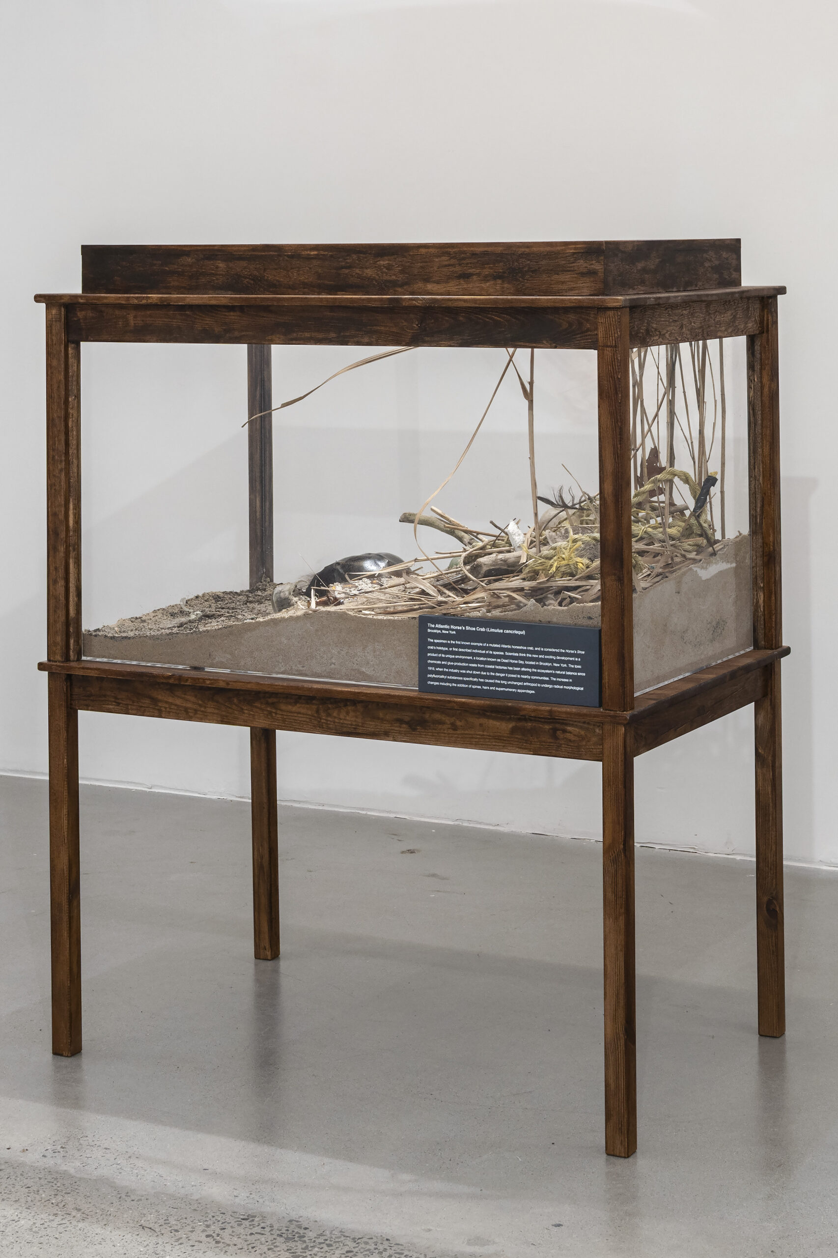 A wooden display case filled with sand and natural materials like branches and leaves. Inside the case, partially hidden, is a dark object resembling a turtle or tortoise. The structure has a clear glass front and a dark wooden top. An informational plaque with text is attached to the front. The setting appears to be a gallery or exhibition space with a plain background.