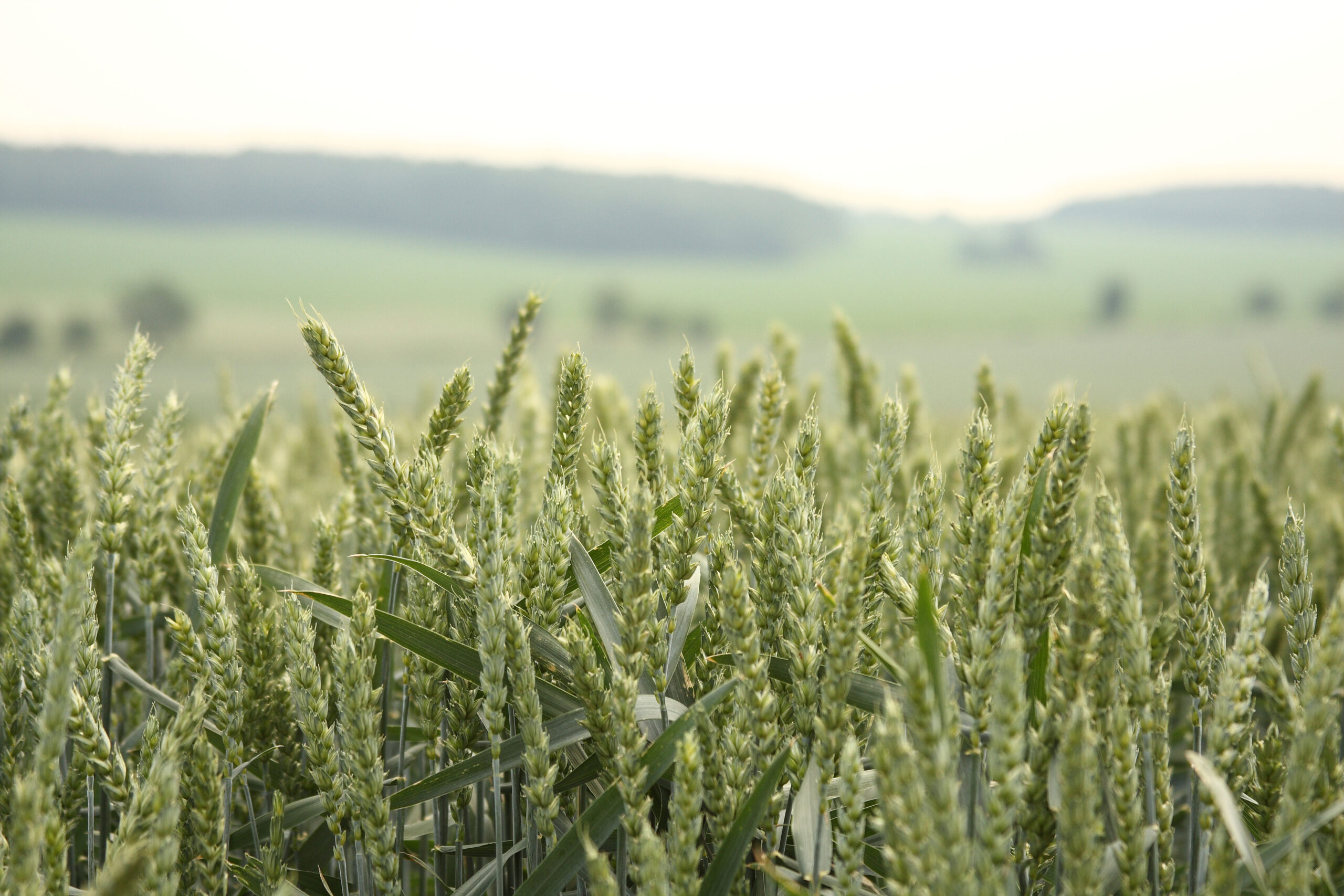 Wheat is one of the crops that would benefit from improved and controlled soil moisture, which is the focus of the “Aqua Sacs for Sustainable Agriculture in a Changing Climate” project (photo by Jan Ulrich via Wikimedia)