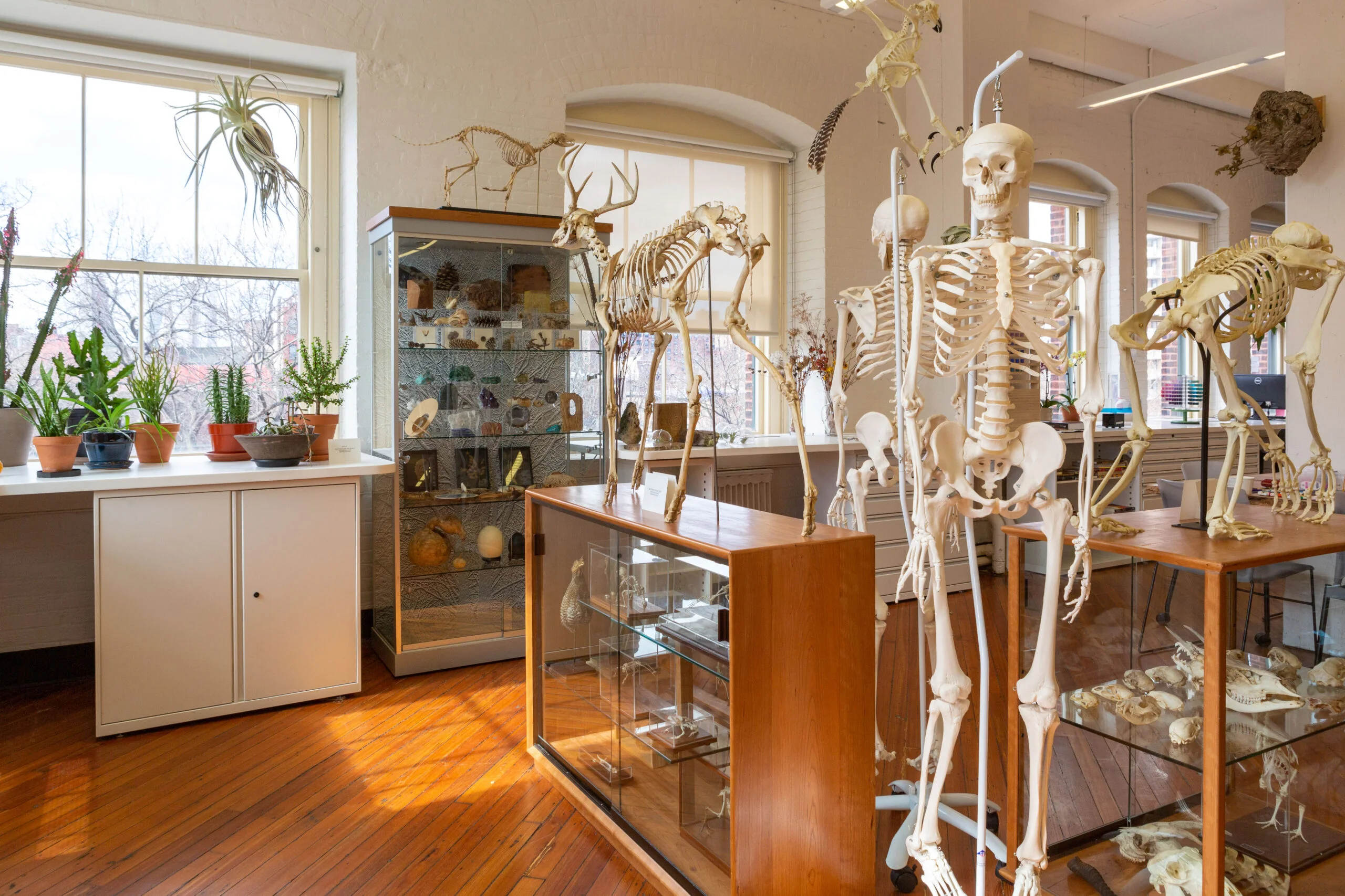 Inside Pratt's Foundations Lab, a classroom is filled with skeletons, live plants, and natural science displays. Two model human skeletons stand near those of a stag and a primate, the latter of which is perched on a case of animal skulls. Atop another case filled with pinecones and a large egg, a small, four-legged skeleton is posed as if in mid-leap. The room is lined with window succulents, a hanging airplant, and a mounted wasp nest.