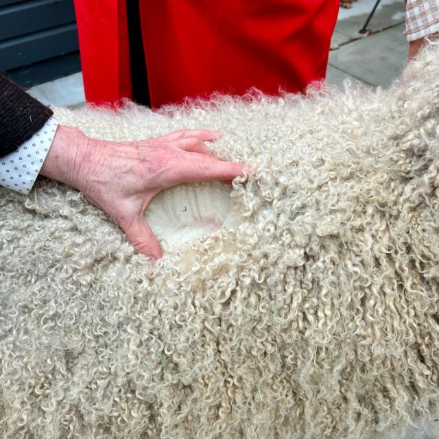 Last week, our MFA Fashion Collection + Communication students, through Local Threads and Local Entanglements, had an immersive field trip to @mamafarm, exploring the world of wool, especially from heritage sheep breeds, thanks to @livestockconservancy, and understanding processes from farm to fashion with @isabellarossellini 

They also had the privilege of learning from @francievh about growing mohair on a family farm in the Karoo, South Africa, and engaging in meaningful conversations about local and global practices, bioregionalism, and regenerative, care-centered systems. 

This hands-on experience beautifully bridged fashion, craft, and conscious practice, inspiring our students to think deeply about material, place, and sustainability in their creative work. 

Additional thanks to @elettrawiedemann, @mimiprober, @leandimulder and all the team of @mamafarm

#MFAFashion #SustainableFashion #HeritageWool #Mohair #LocalThreads #LocalEntanglements #RegenerativeFashion #Bioregionalism #FarmToFashion #FashionEducation #ConsciousPractice