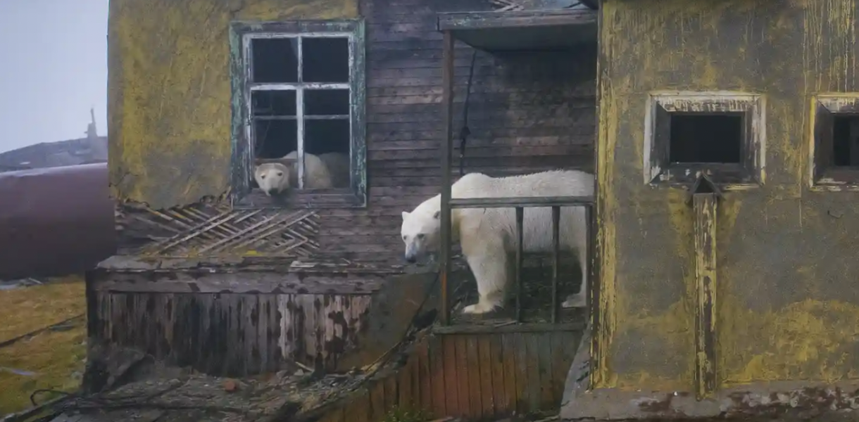 photoshopped image of polar bears standing in a house