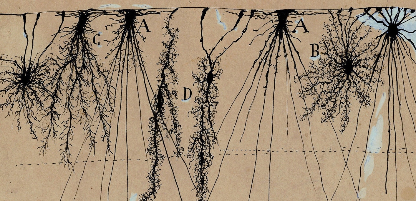 a drawing of neurons by Santiago Ramon y Cajal