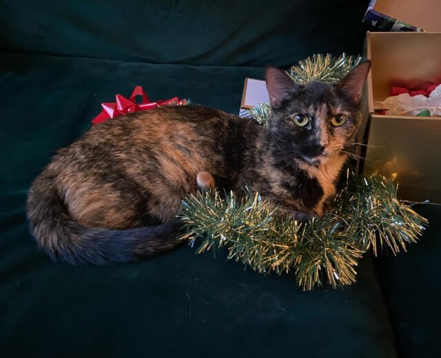 Tinsel cat, end-of-year gratitude ✨🐈
From all of us in the Writing Department (and Woebegone), happy holidays to our students, faculty, staff, and friends. Rest well! We’ll see you in 2026.