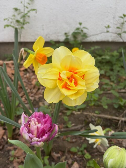 Happy spring! The flowers are starting to bloom in the @prattdyegarden 🌷🌻🪷