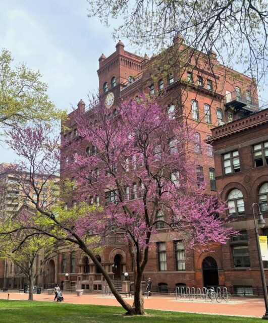 If you haven’t been, Pratt’s Brooklyn campus is peak pretty this time of year 🌷 💐