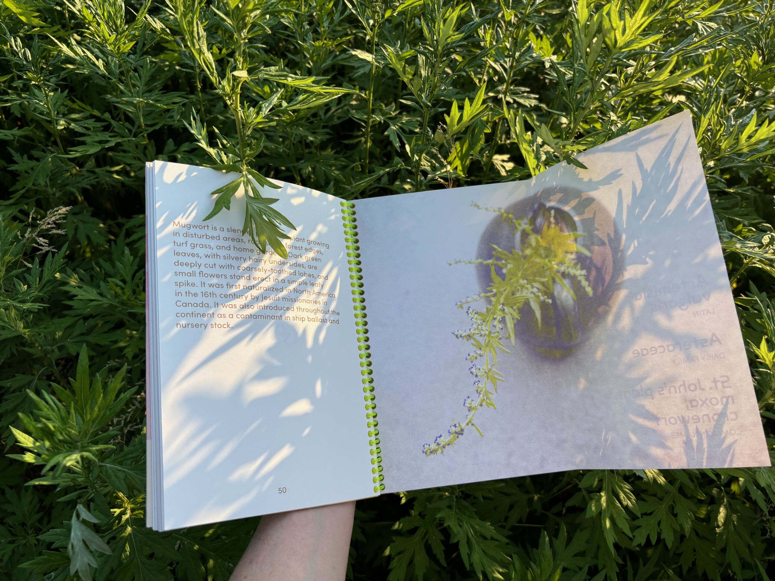 book open to page behind leaves draping over