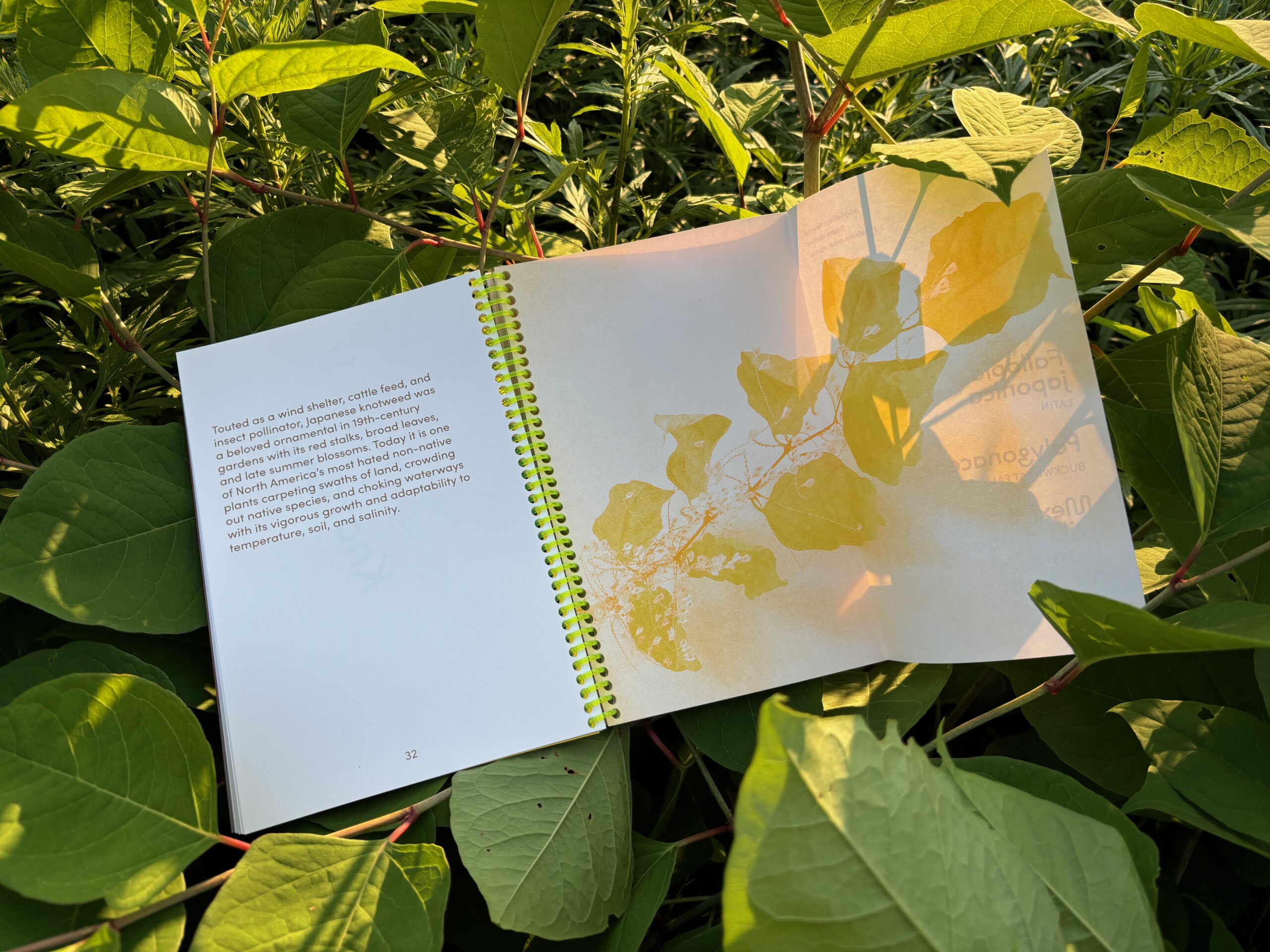 book open to a page showing yellow leaves