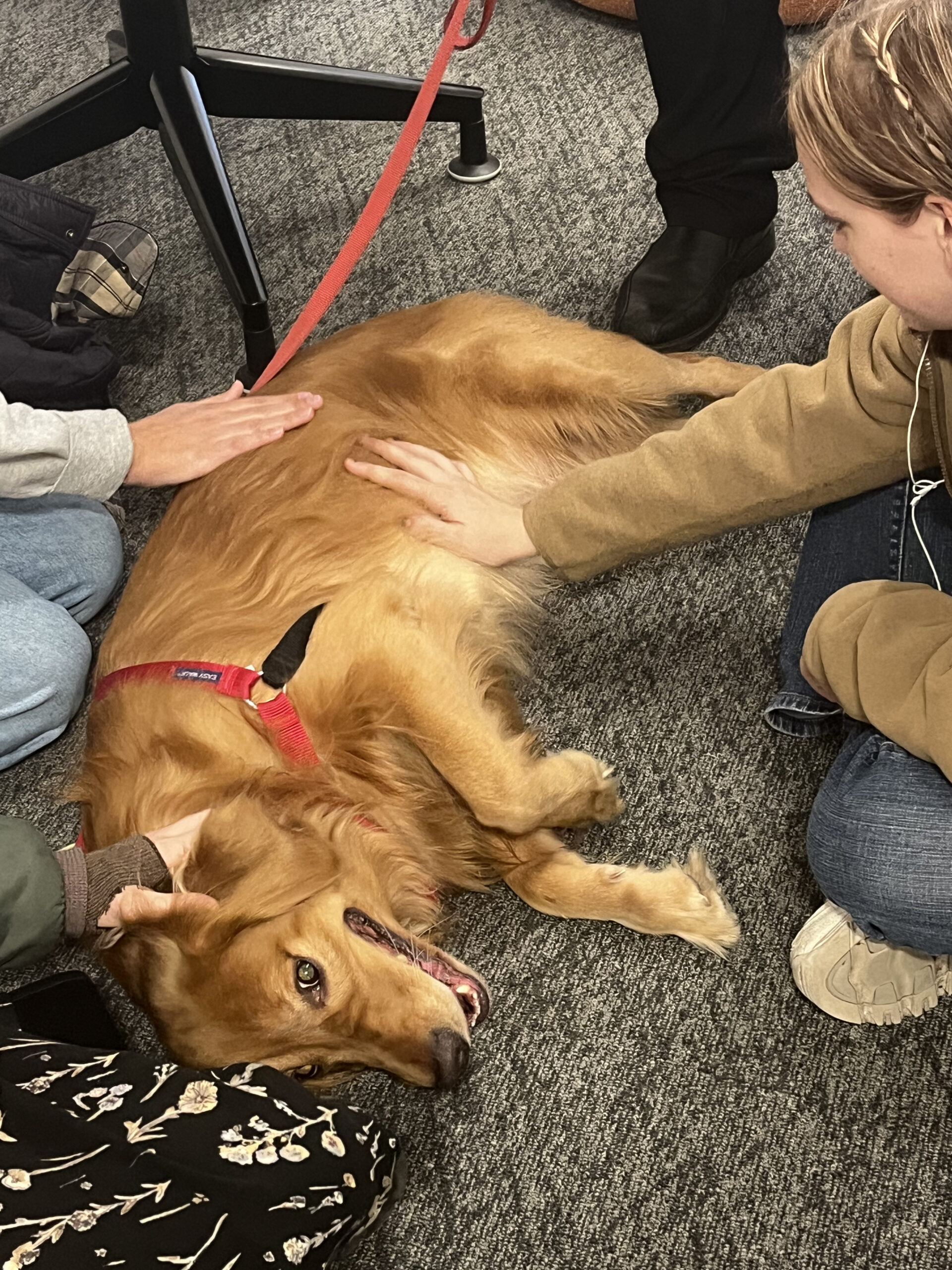 A golden retriever lies on a carpeted floor, looking up happily while being petted by several people. The dog wears a red harness and appears relaxed and content, surrounded by hands gently stroking its fur.