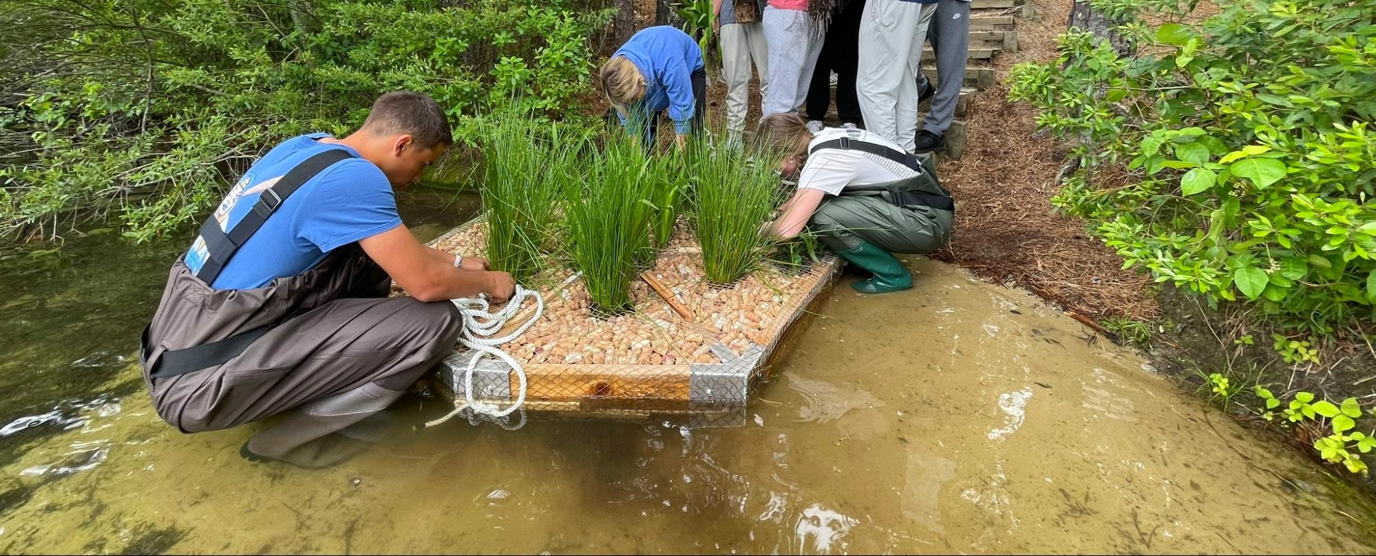 Wide photo of students in waders kneeling in shallow water, securing a floating planting platform filled with grasses and stones along a vegetated shoreline.