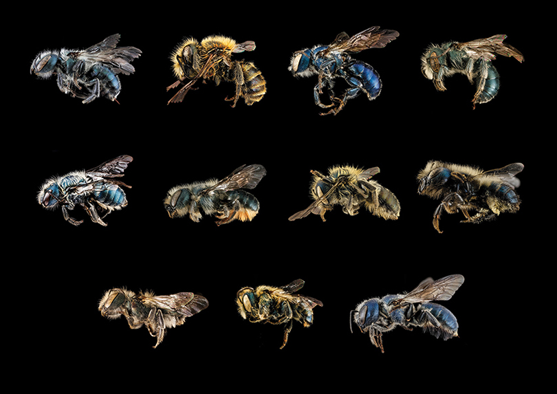 A picture of various species of bees in the genus Osmia, commonly known as mason bees, in a black background.