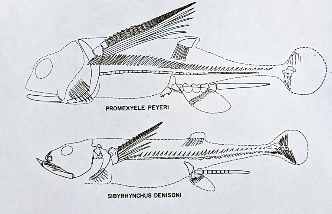 Fossil illustration by Jerry Case