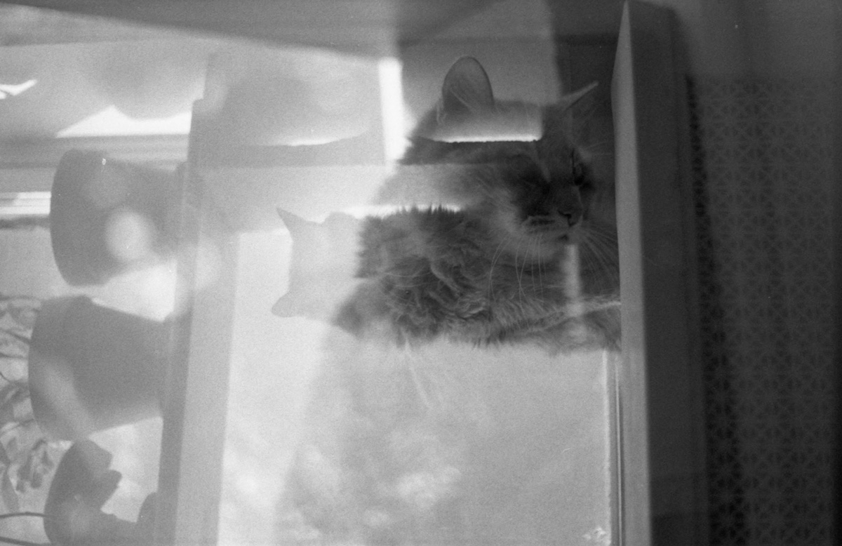 Picture of a cat in black and white