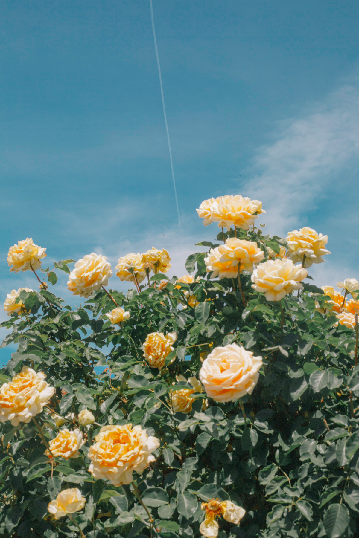 picture of a bush with yellow roses