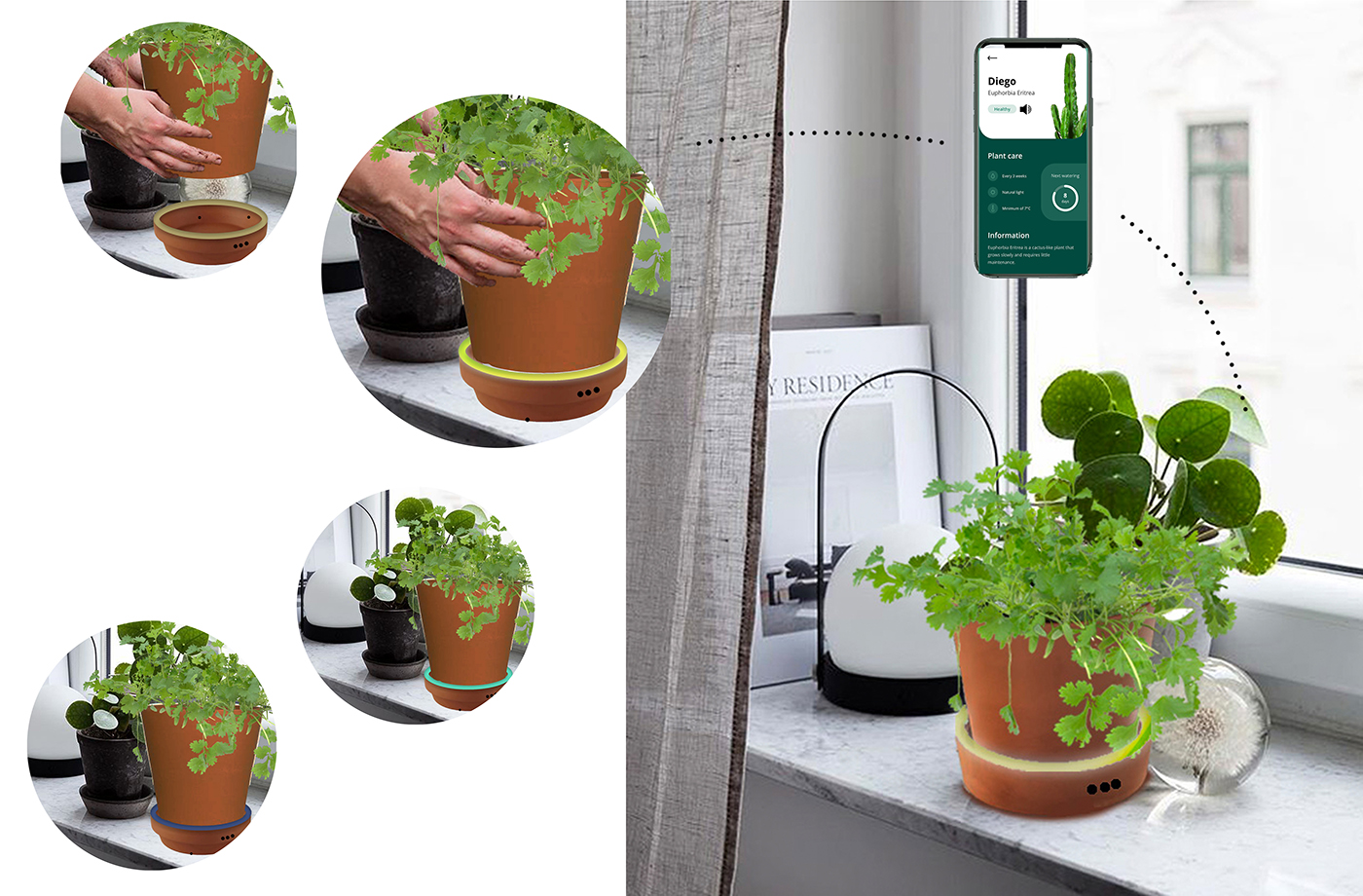 Images from “Sonic Bloom: What if Plants Could Talk to Us?”