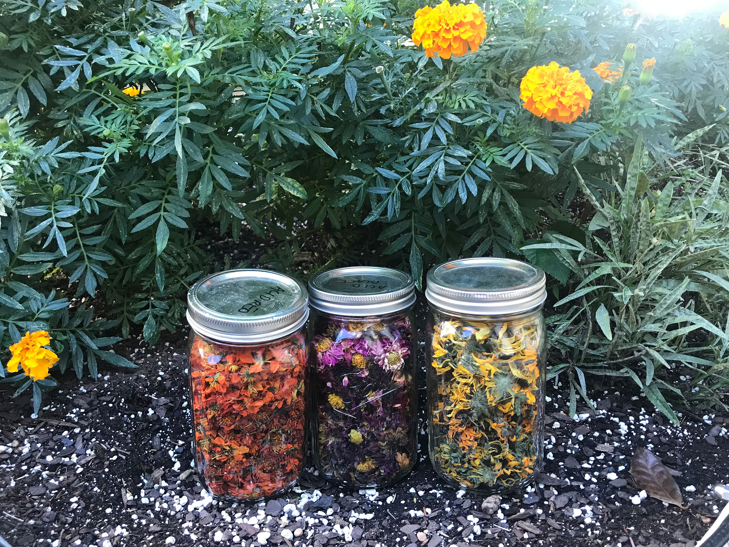 Dried flowers from the Textile Dye Garden