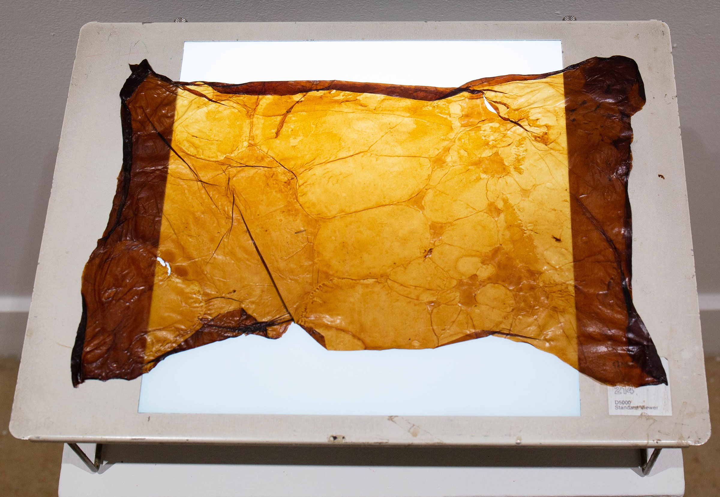 Example of lab-grown leather in ‘Speculative Surfaces’