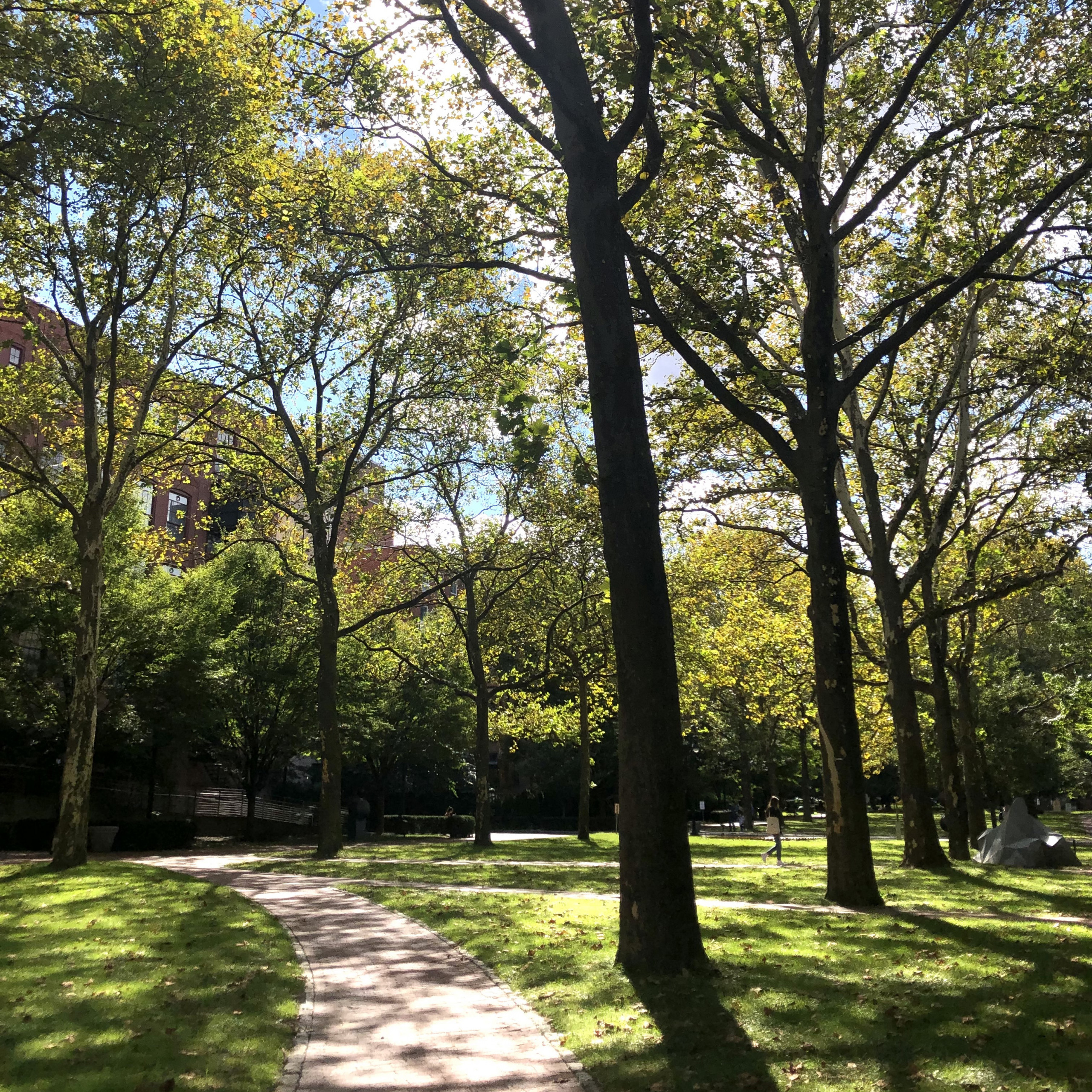 Walkway on Pratt's Brooklyn campus dappled in light beneath trees
