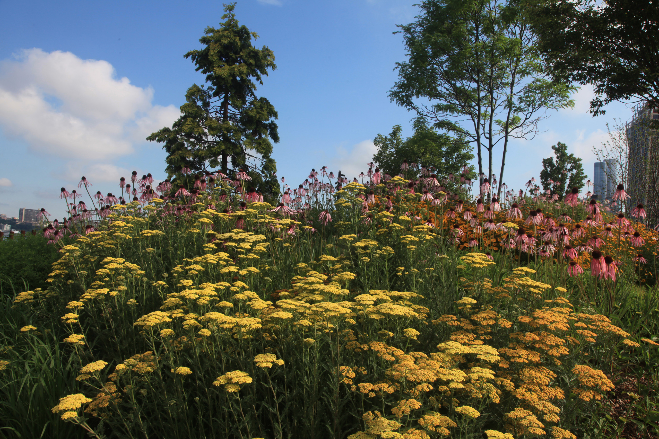Yellow and bright pink flowers bloom on a slope beneath green trees