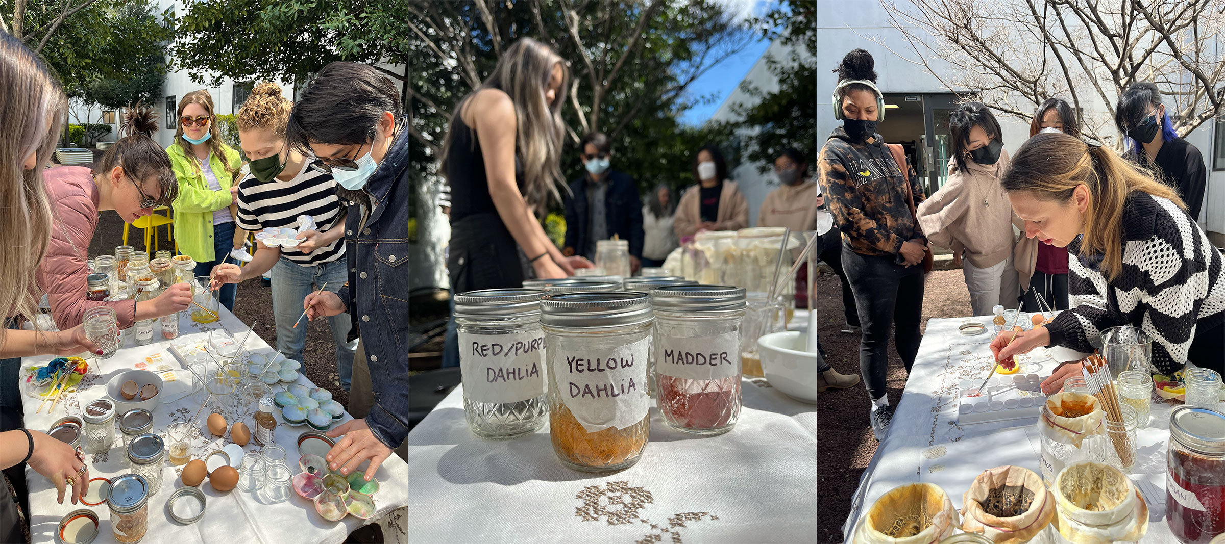 The Textile Dye Garden Event on the Brooklyn campus (photos by Sangjin Park)