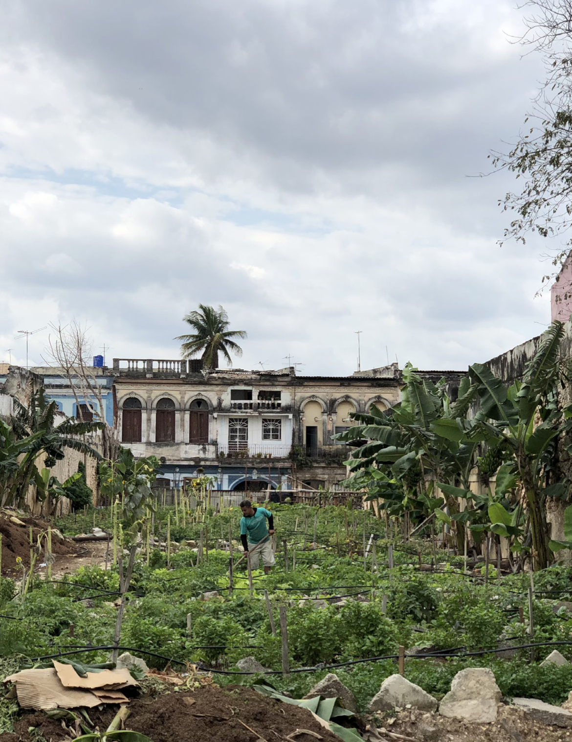 Empty urban lots converted by residents into community gardens, Havana, 2020