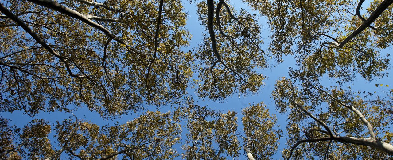 A photo of tree tops taken directly from beneath them. There is a blue sky in the background.