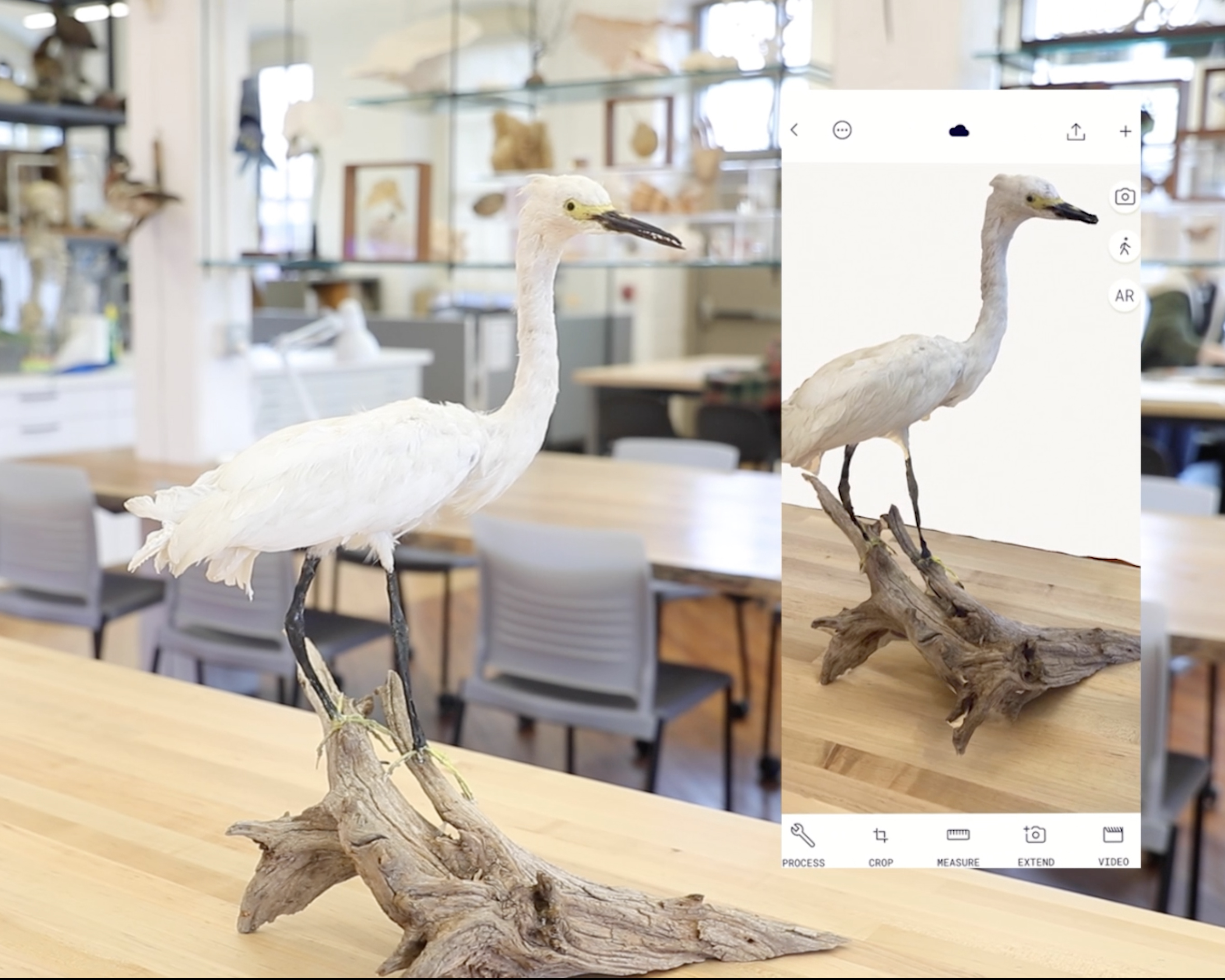 Side by side frames illustrate the process of creating a digital scan of a taxidermy specimen.