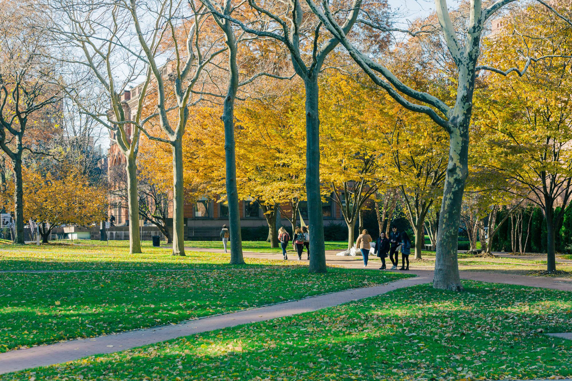 Image of a path cutting through a park with grass and trees with fall colors.