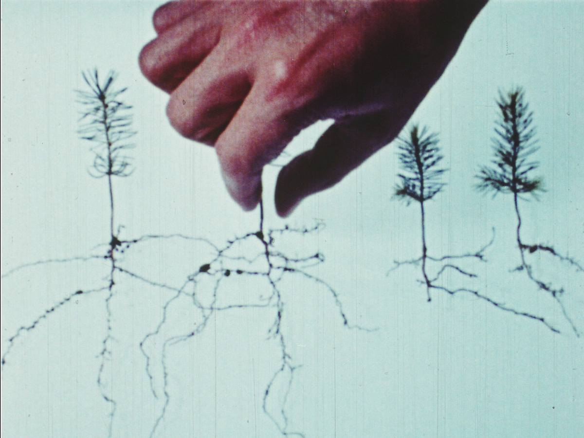 Four silhouetted plants with root systems visible, a hand reaching down to pinch one stem
