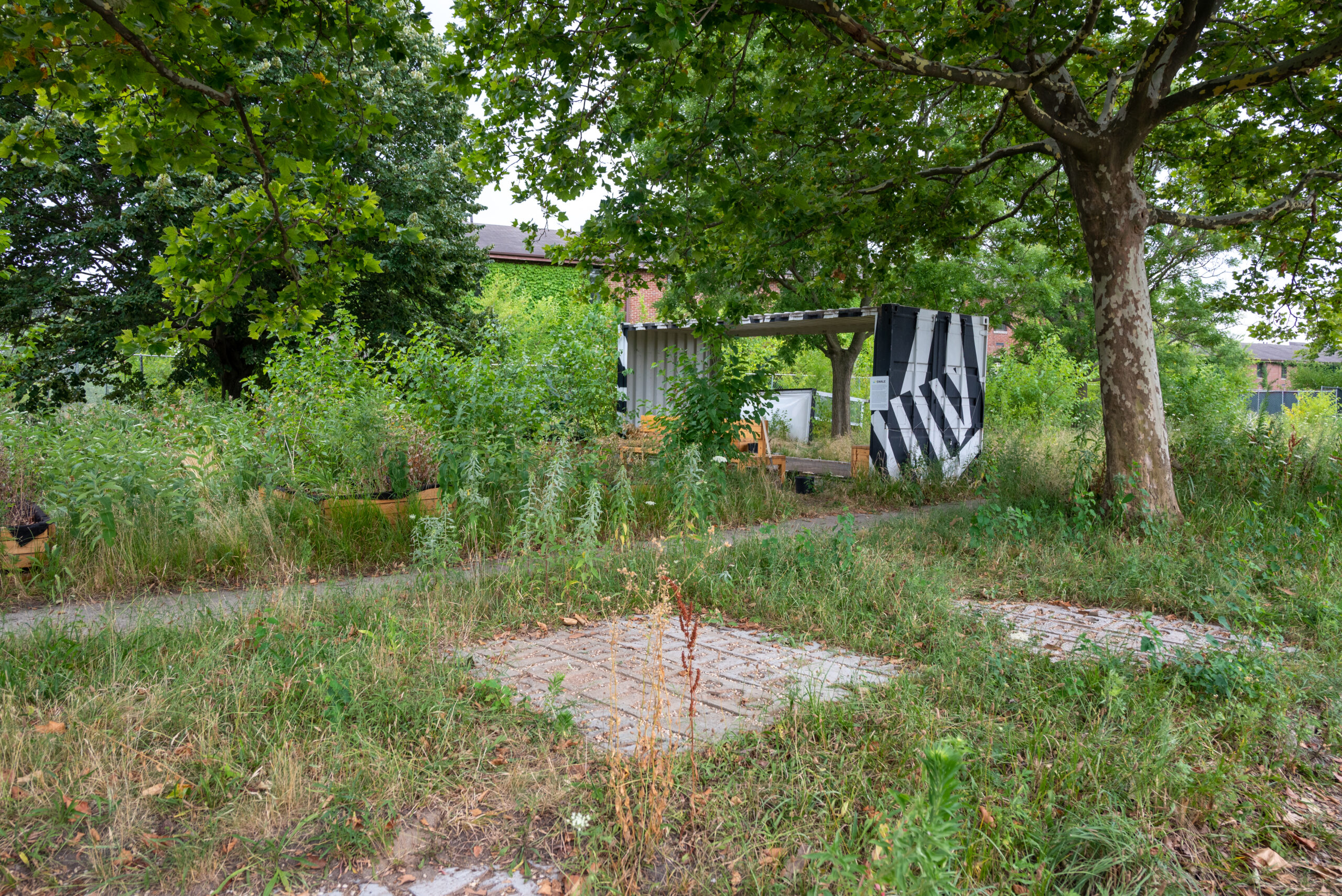 A garden with wildly growing leafy plants and a white and black painted shipping container beside a path with deciduous trees overhead
