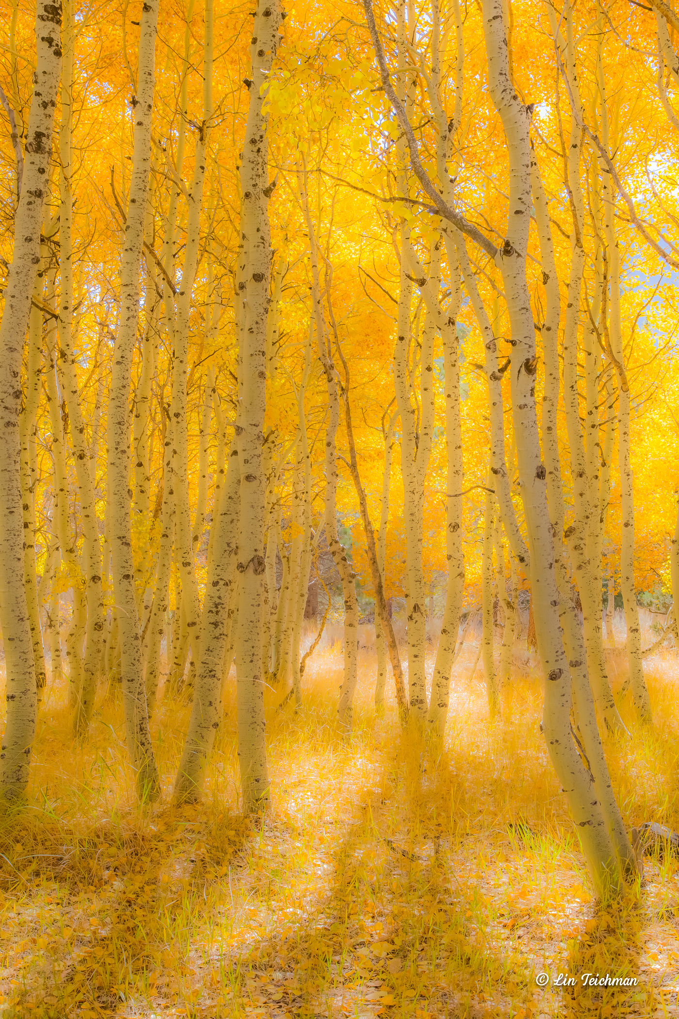 A forest of aspen trees glows golden with the trees’ yellow leaves and the gold-green underbrush below