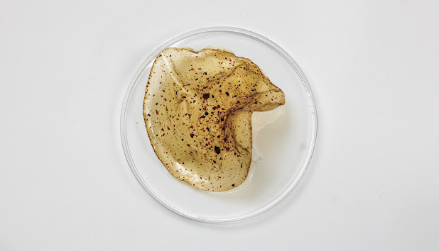 Petri dish with golden colored filmy disk flecked with brown bits folding in on itself