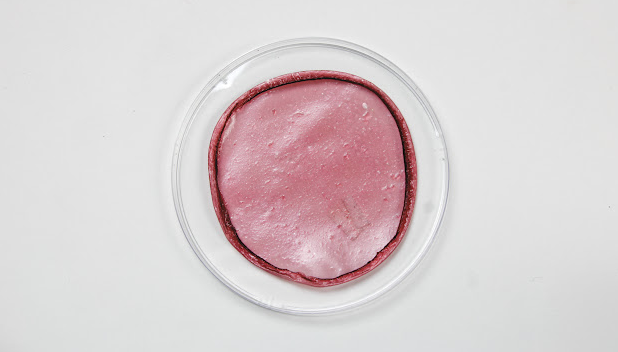 Petri dish with wine colored disk of film