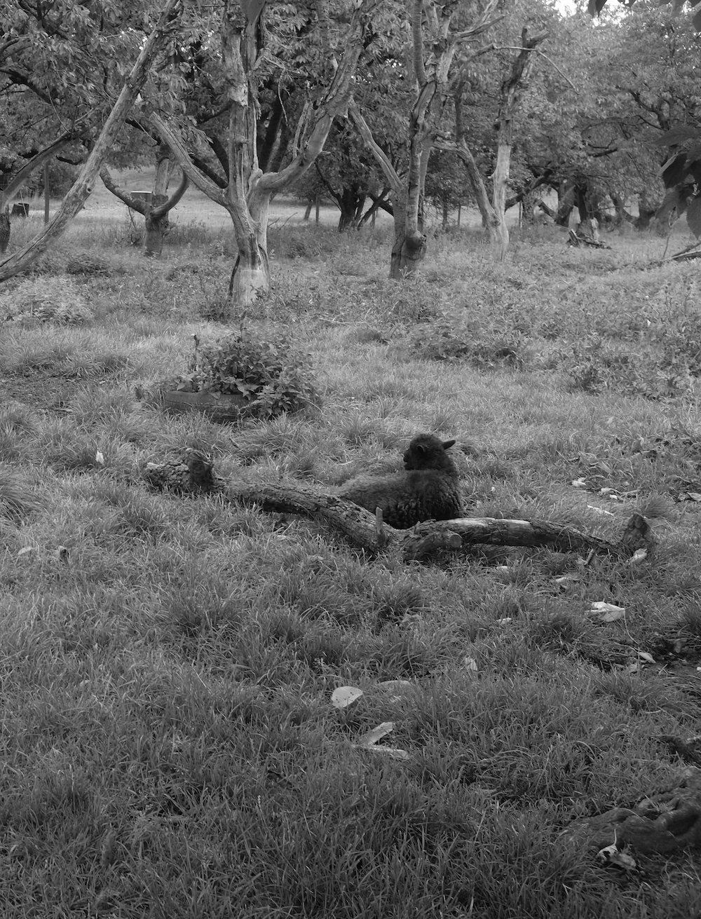 Black and white landscape with low trees and black sheep resting by a downed limb