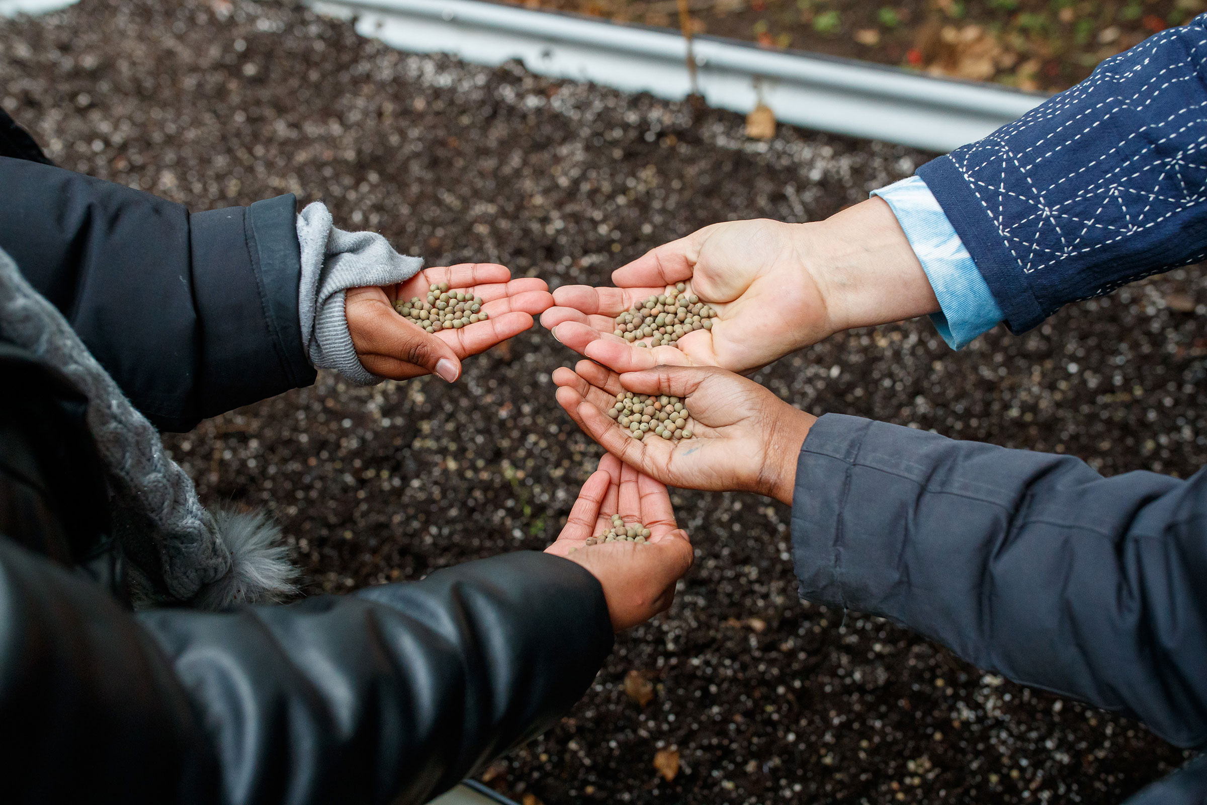 PS270 students helping to plant seeds for next spring in the Textile Dye Garden (photo by Ron Hester Photography)