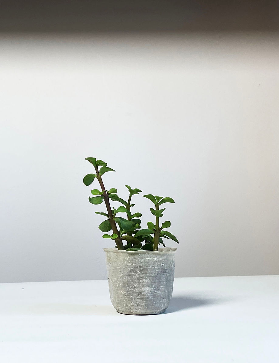 A small green plant in a grayish planter resting on a white surface.