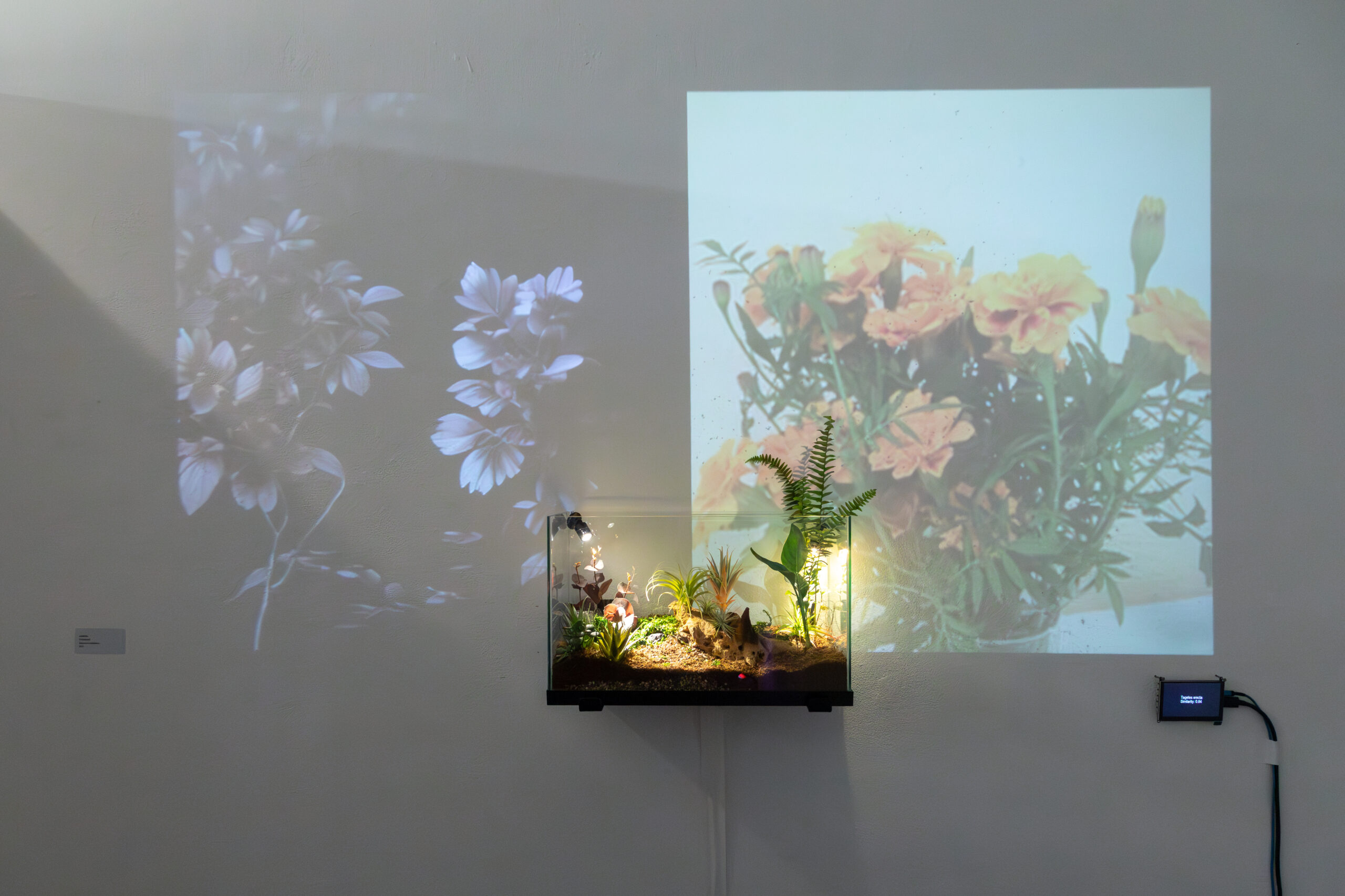 An art installation featuring a small glass terrarium mounted on a wall, filled with soil, plants, and artificial lighting. Two projected images of flowers appear on the wall behind it: one in monochrome tones on the left, and one in color with orange blossoms on the right. A small digital display with connected wiring is mounted nearby, suggesting the use of interactive or multimedia technology as part of the exhibition.