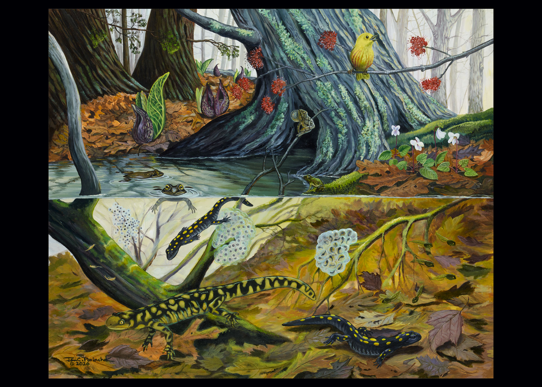 A painting of trees and dead-leaf-covered ground, with a clear view of a body of water and the habitat below the surface, featuring various woodland creatures (frogs, birds, lizards).
